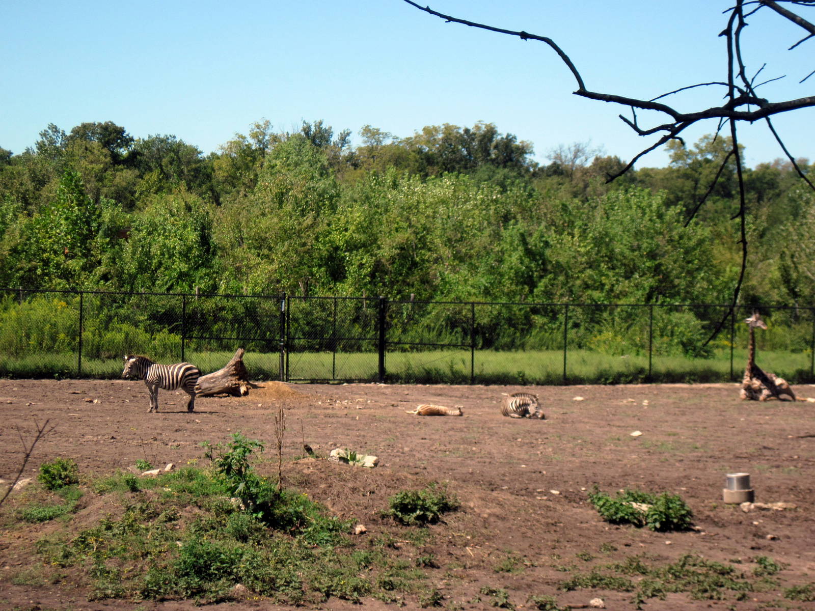 Africa-Masai Giraffe/Grant's Zebra/Ostrich/African Crowned Crane Exhibit