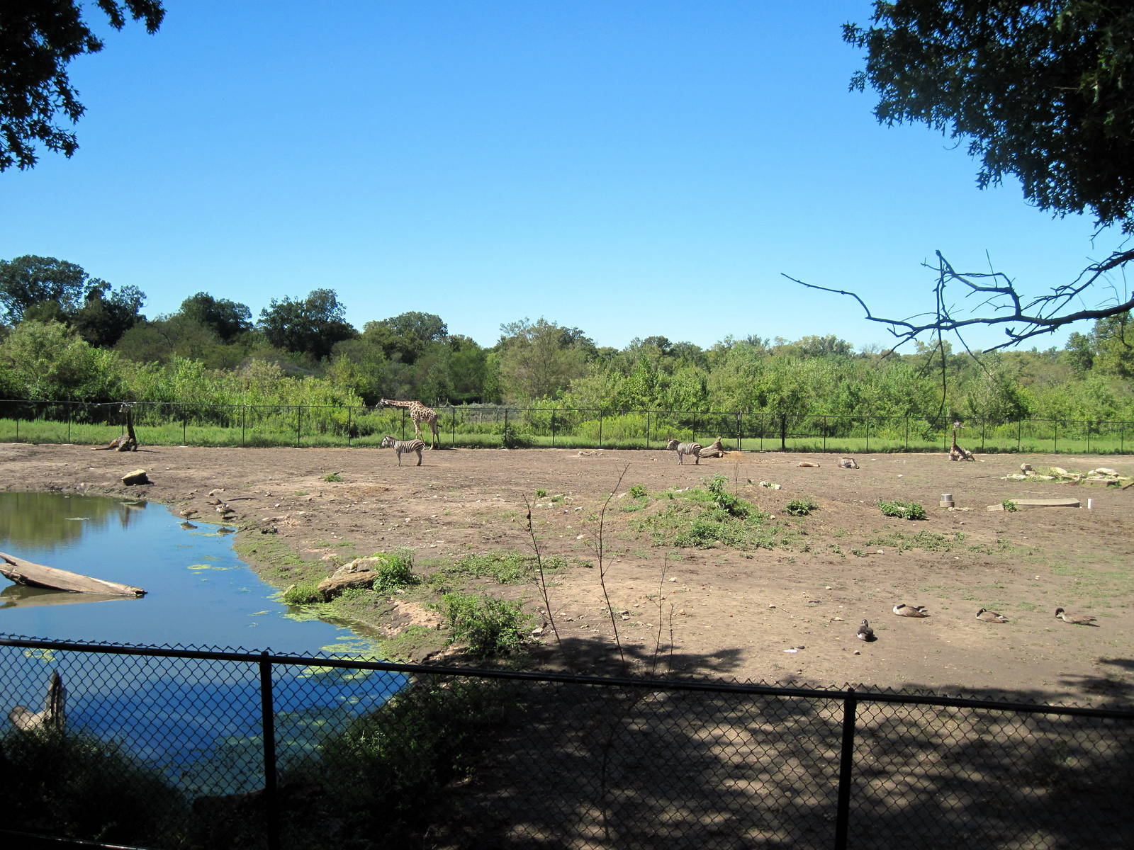 Africa-Masai Giraffe/Grant's Zebra/Ostrich/African Crowned Crane Exhibit