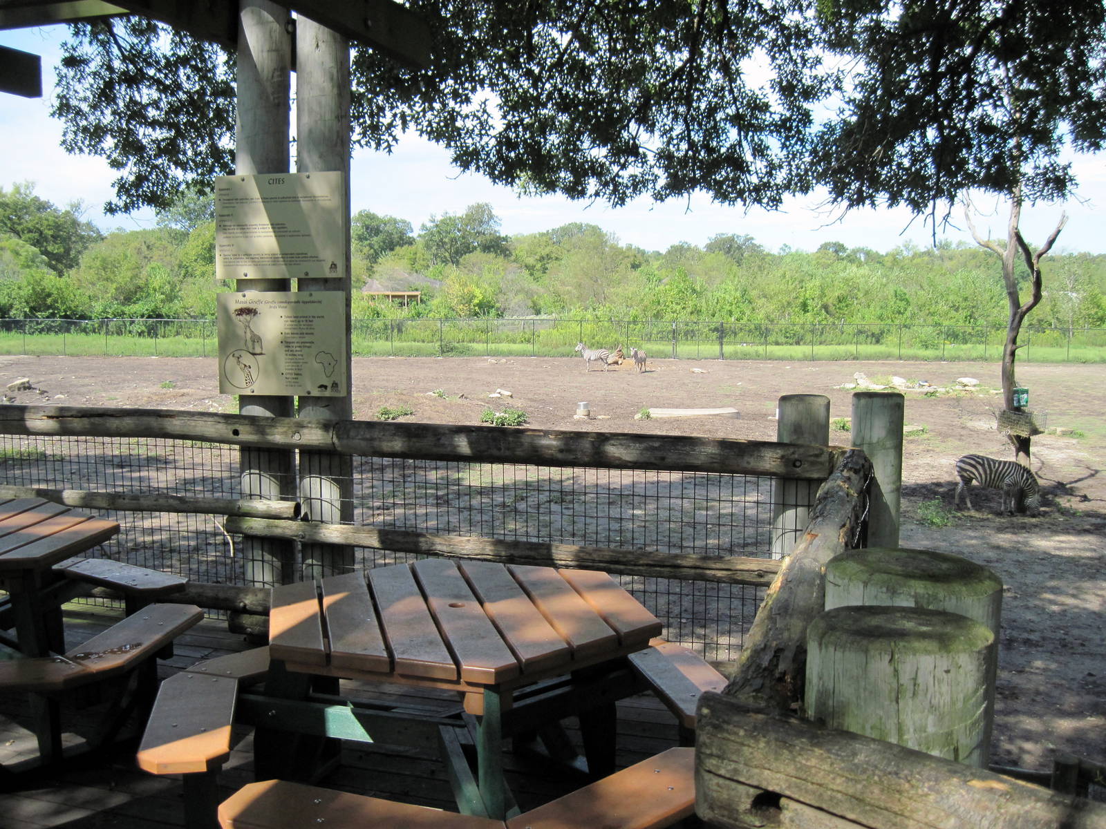 Africa-Masai Giraffe/Grant's Zebra/Ostrich/African Crowned Crane Viewing De