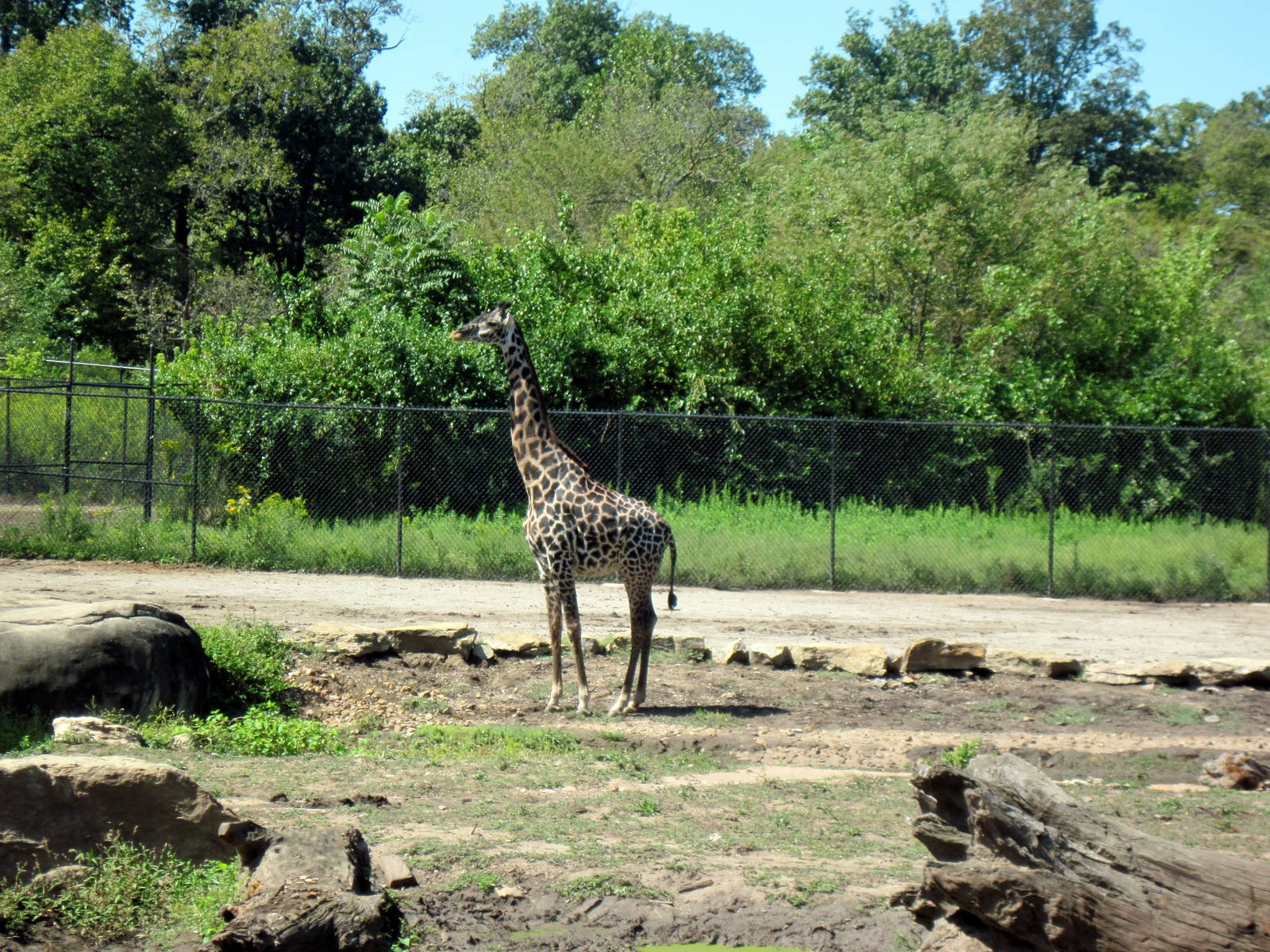 Africa-Masai Giraffe