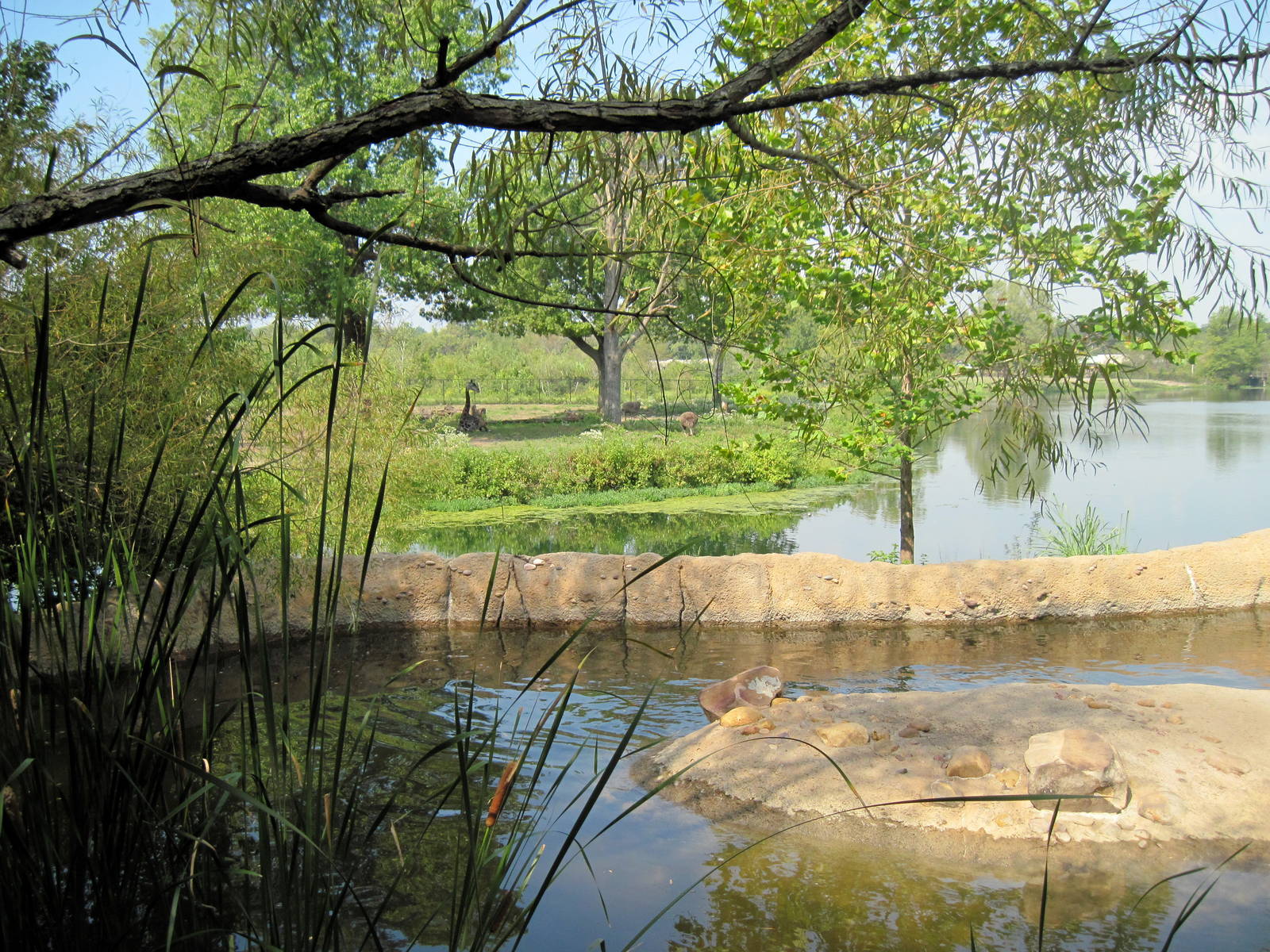 Africa-Masai Giraffe