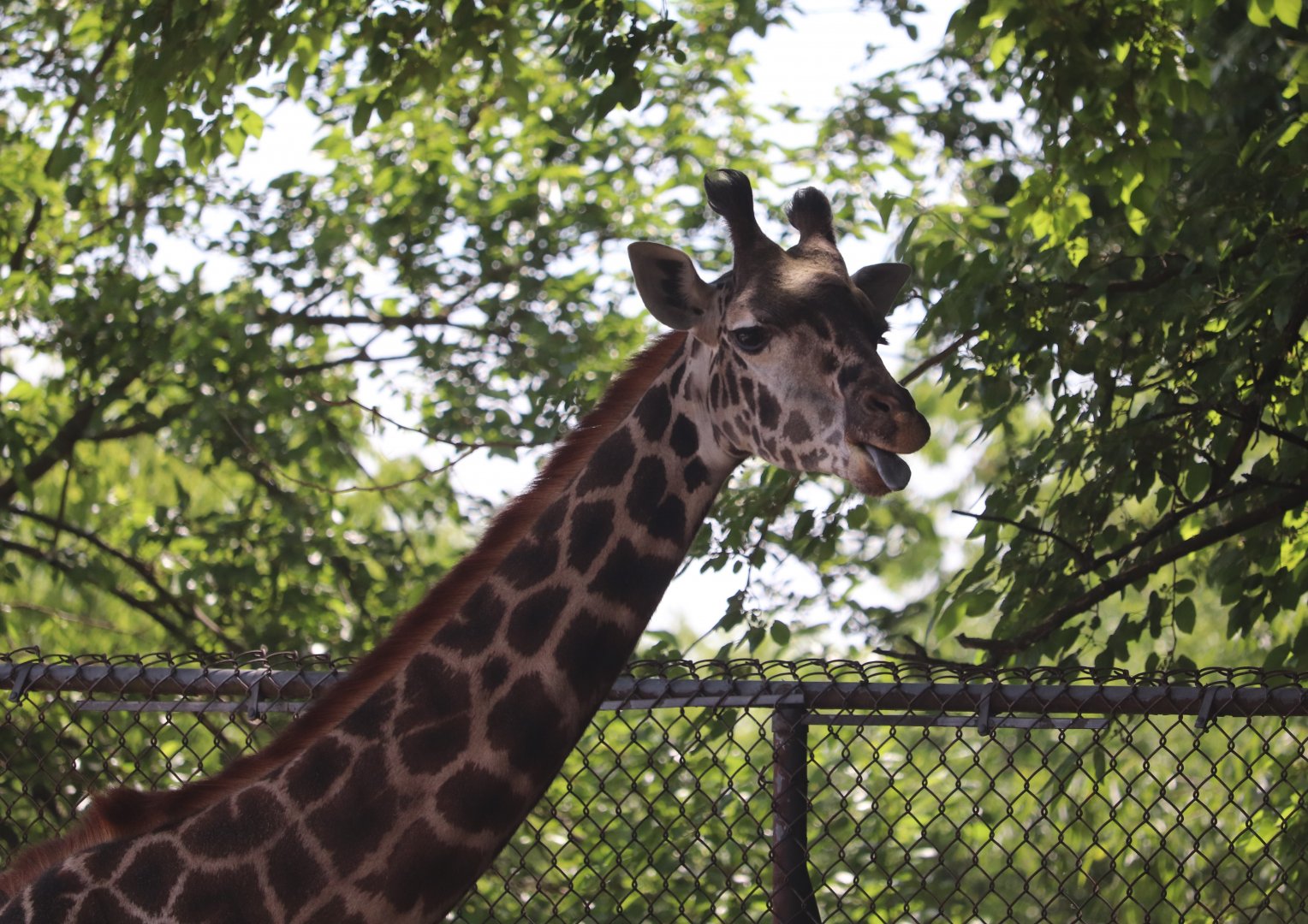 Africa - Masai Giraffe