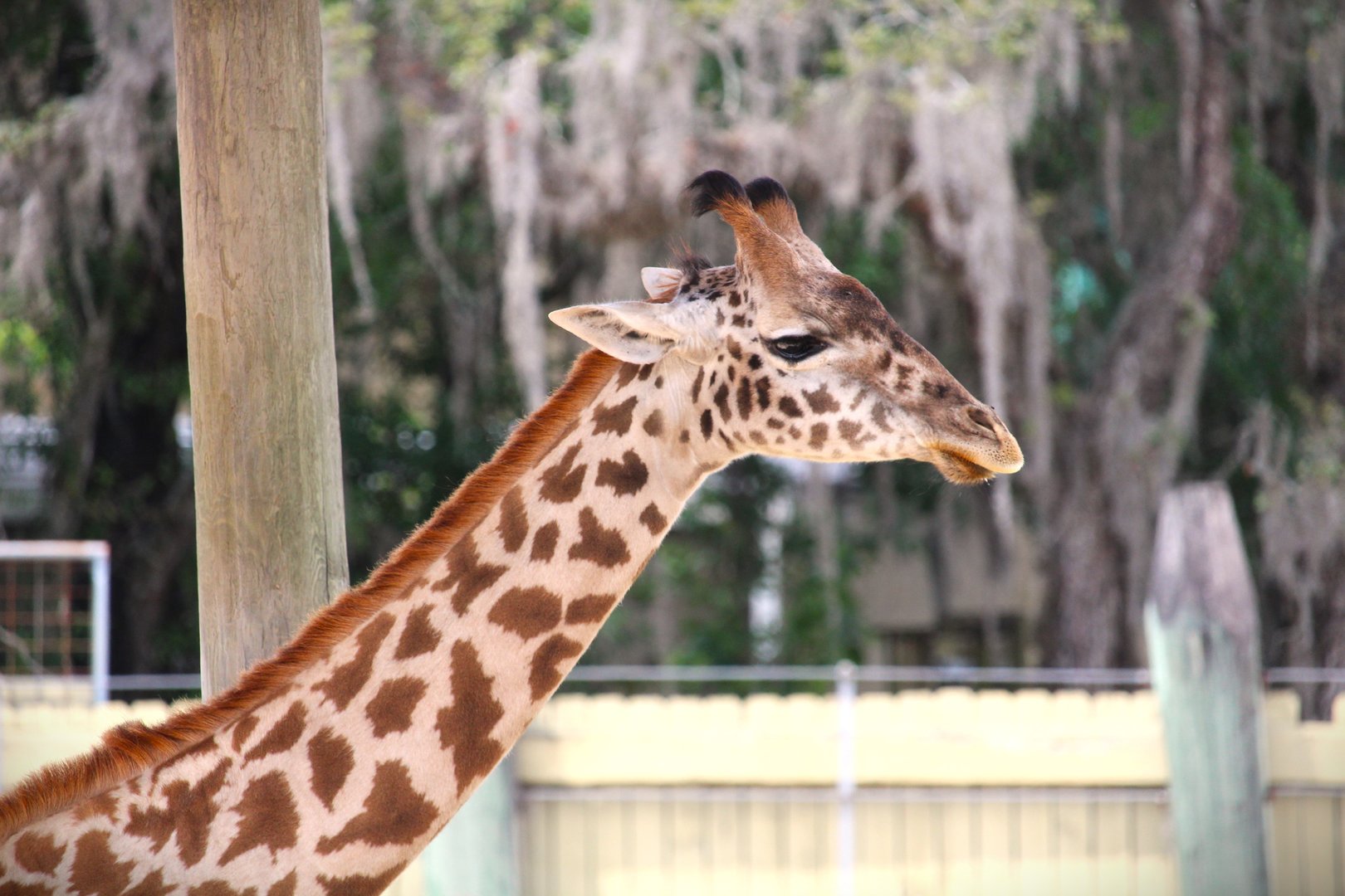 Africa - Masai Giraffe
