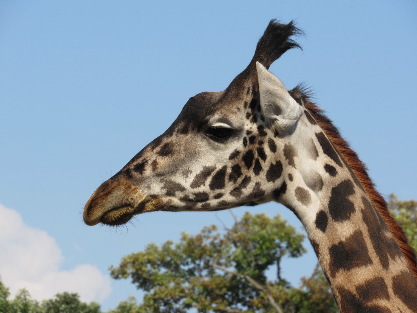 Africa - Masai Giraffe