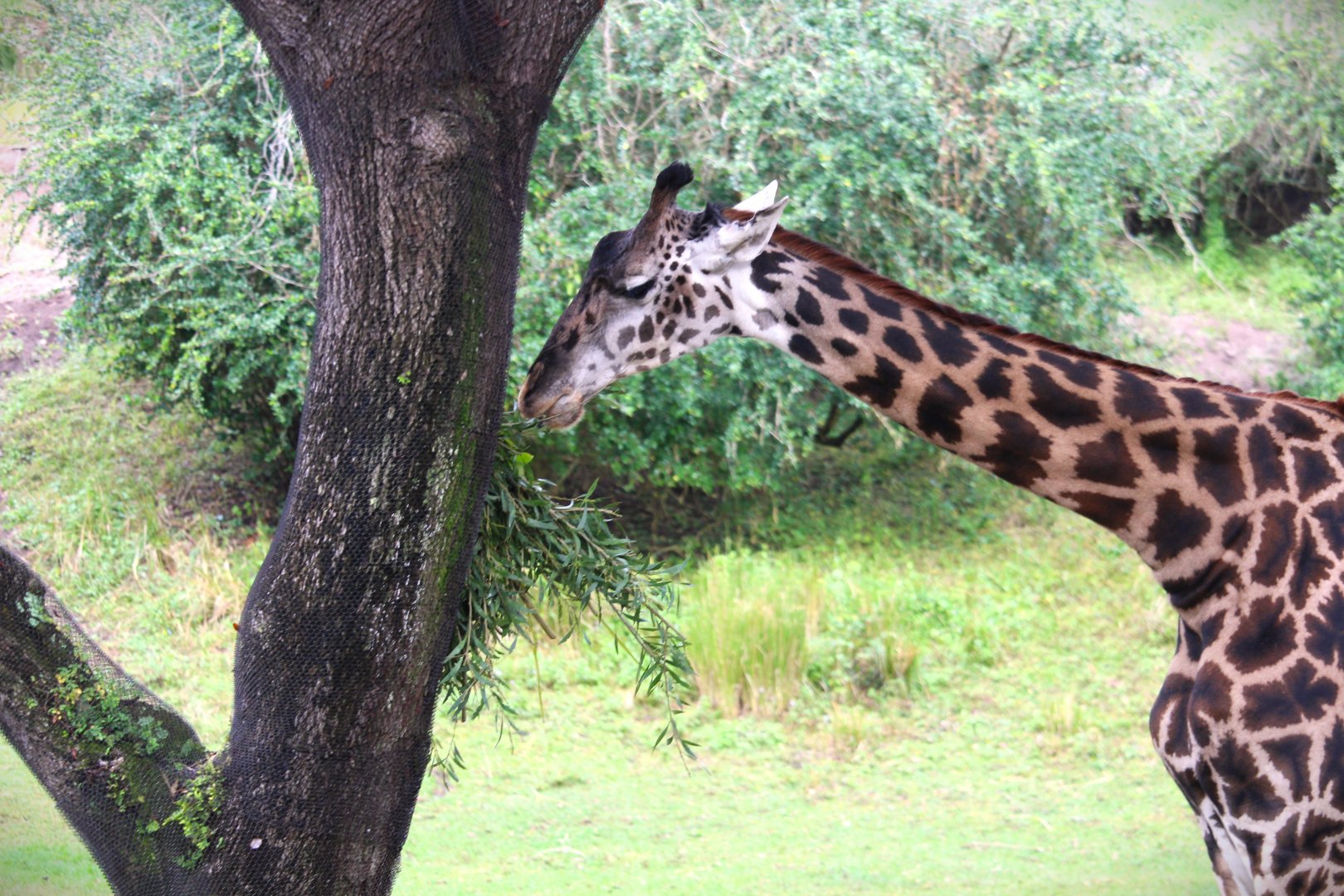 Africa - Masai Giraffe