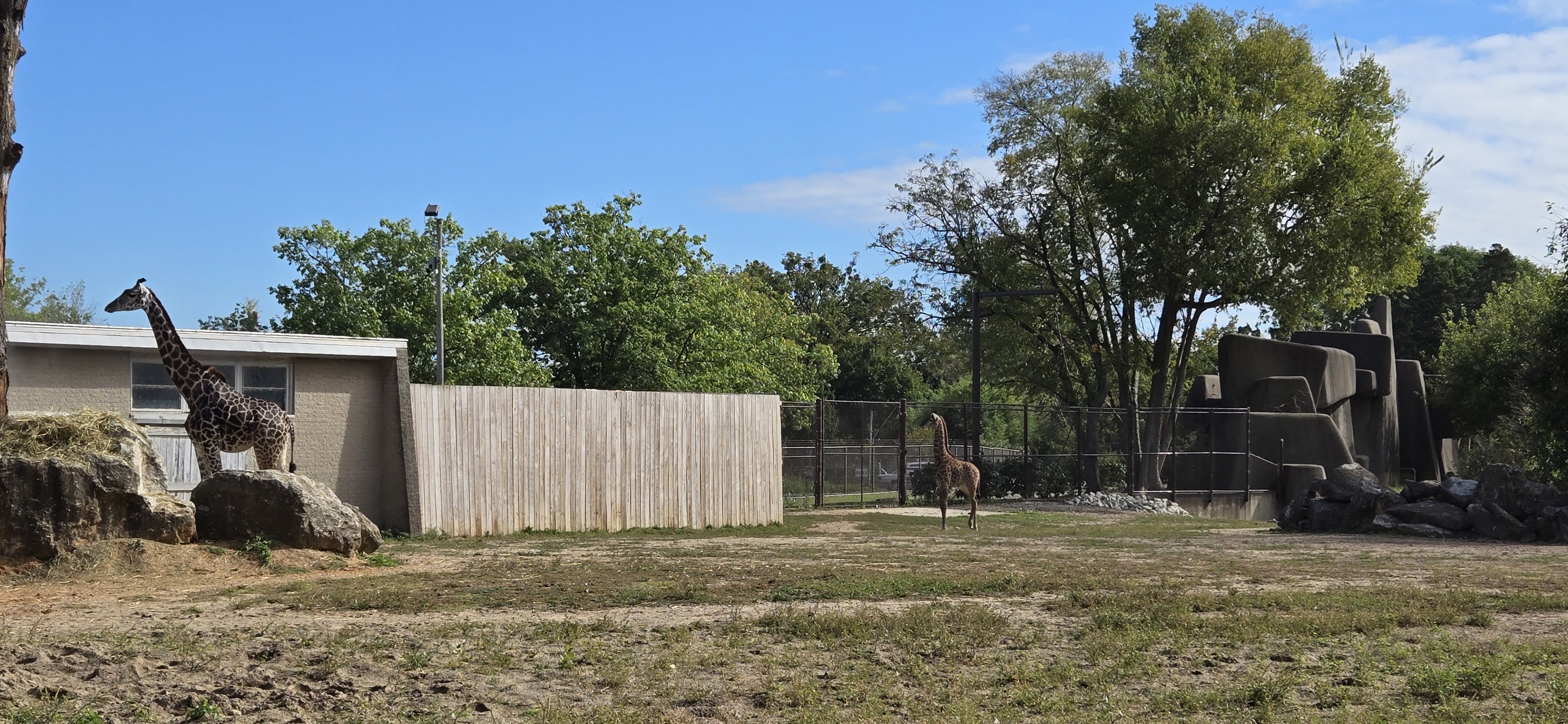 Africa - Masai giraffe