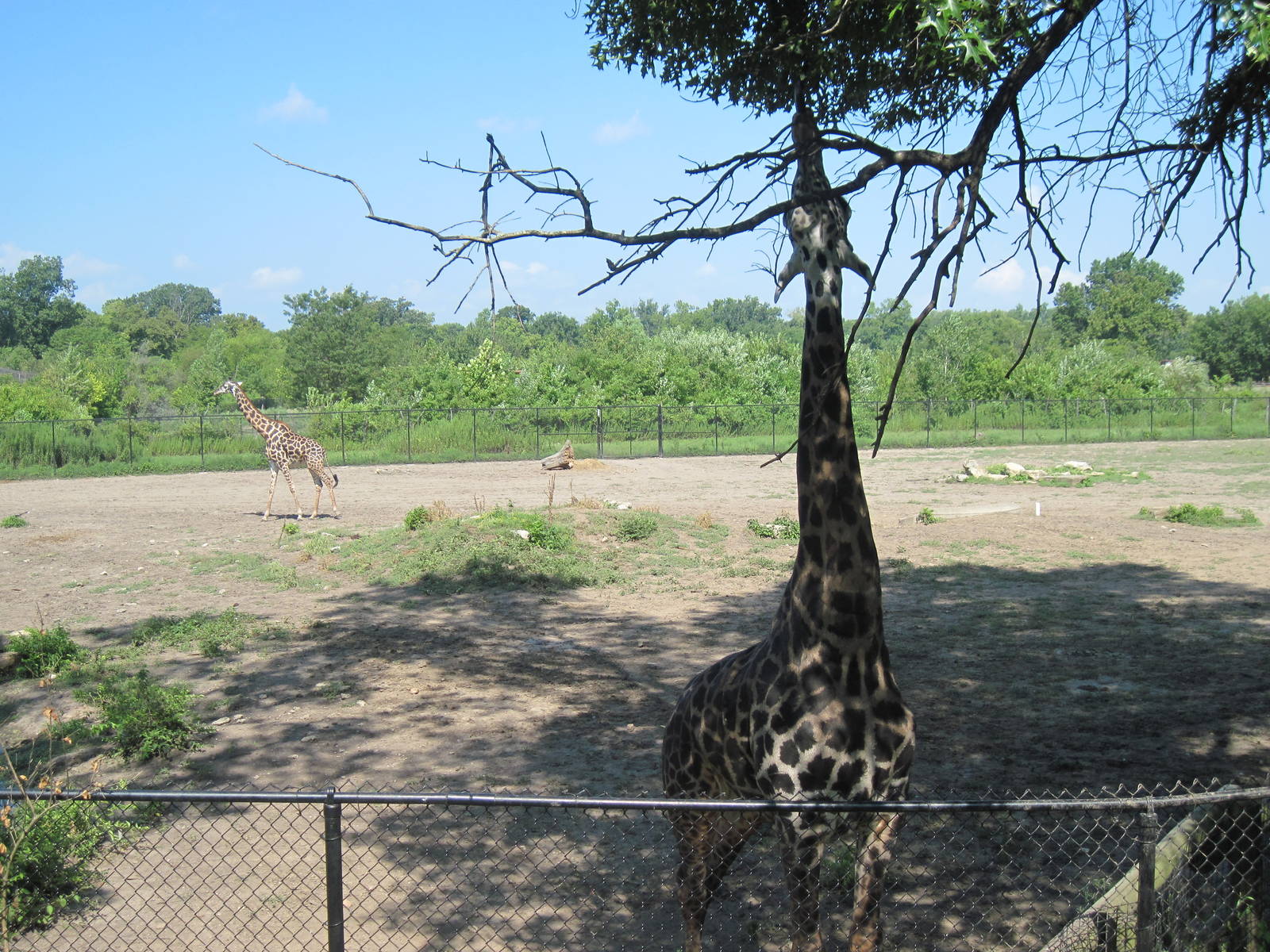 Africa-Masai Giraffes