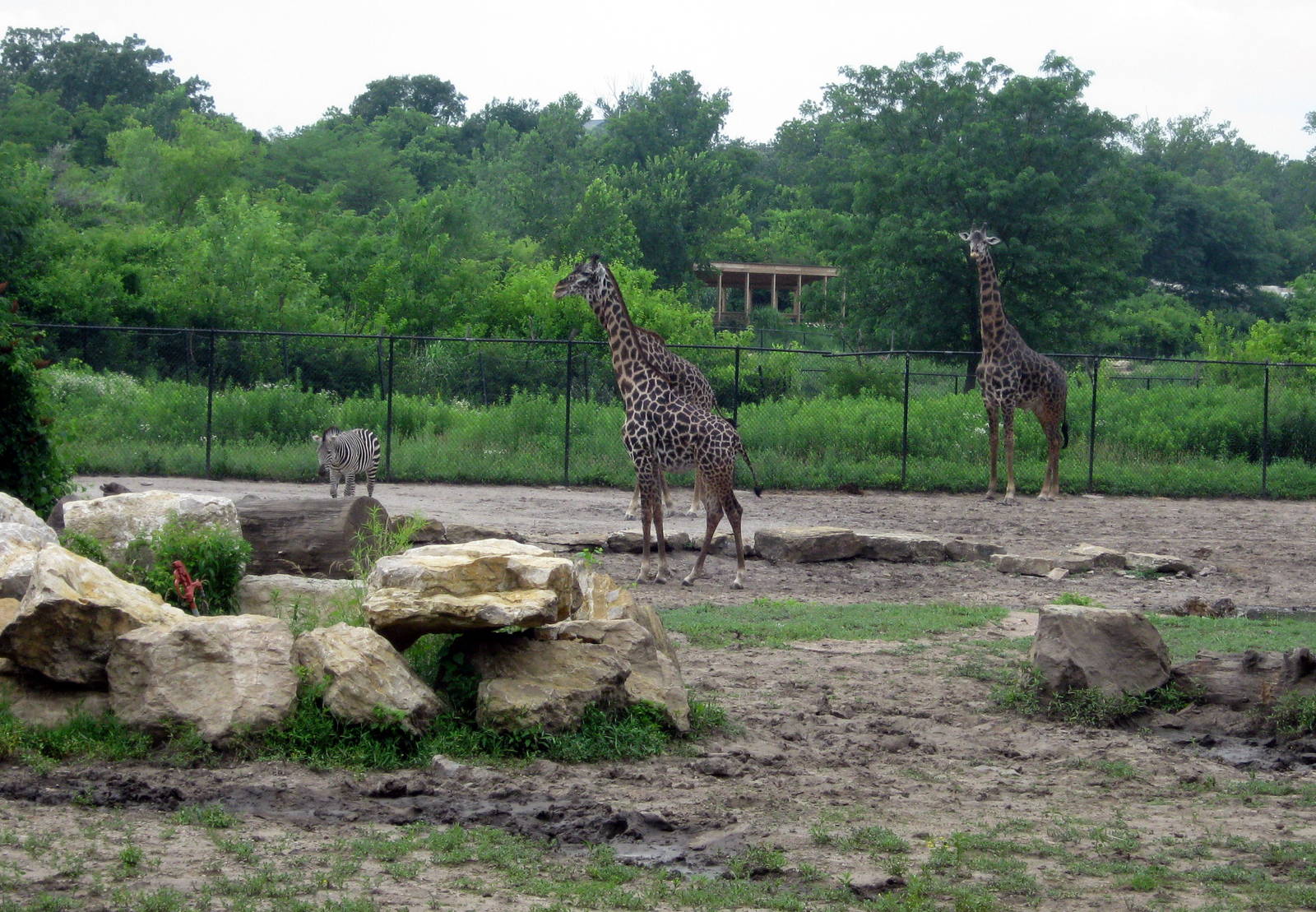 Africa-Masai Giraffes
