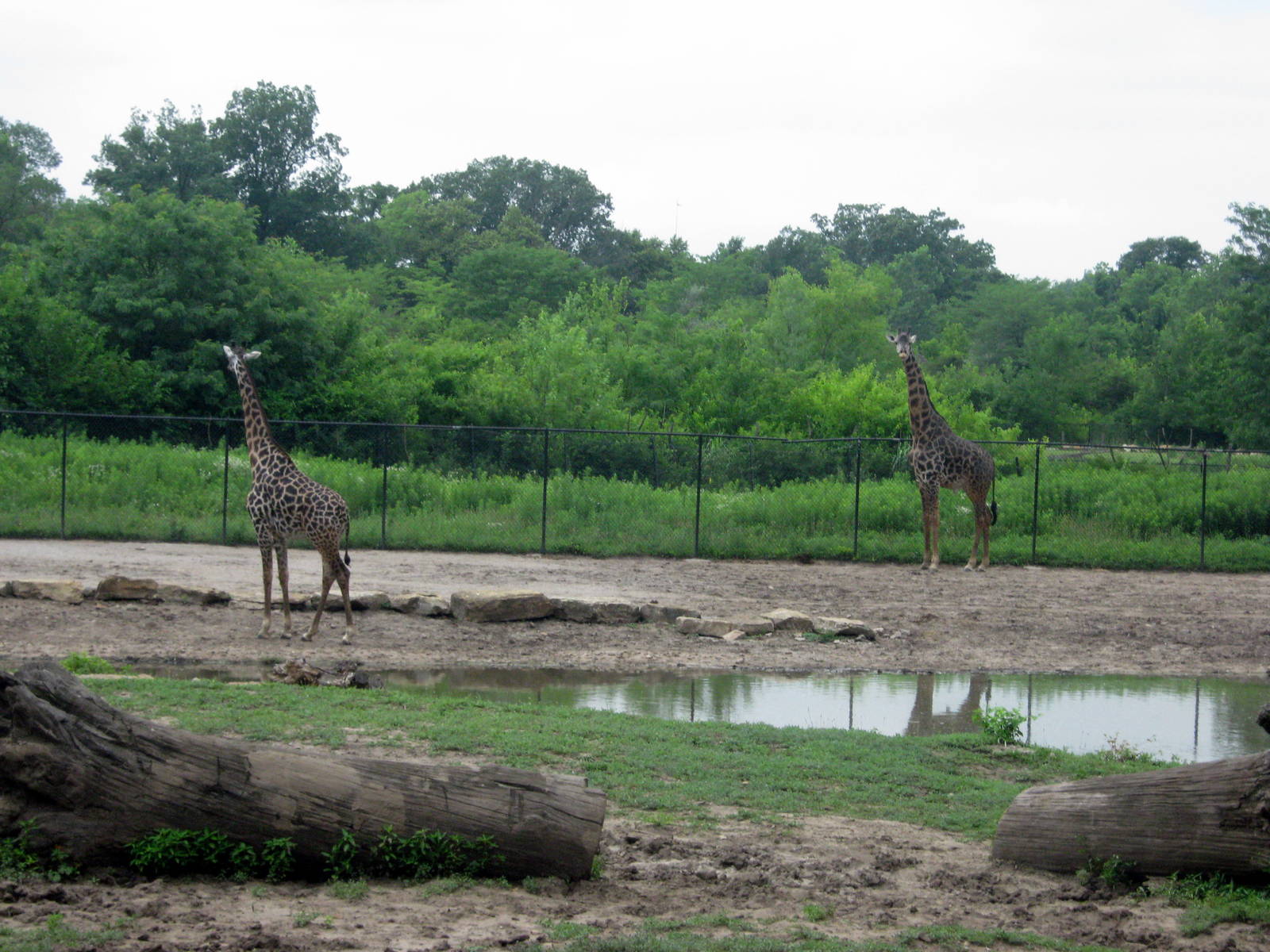 Africa-Masai Giraffes