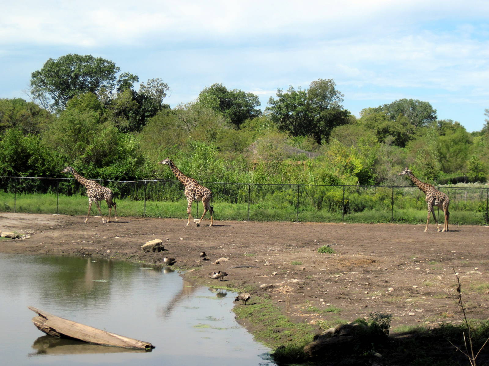 Africa-Masai Giraffes
