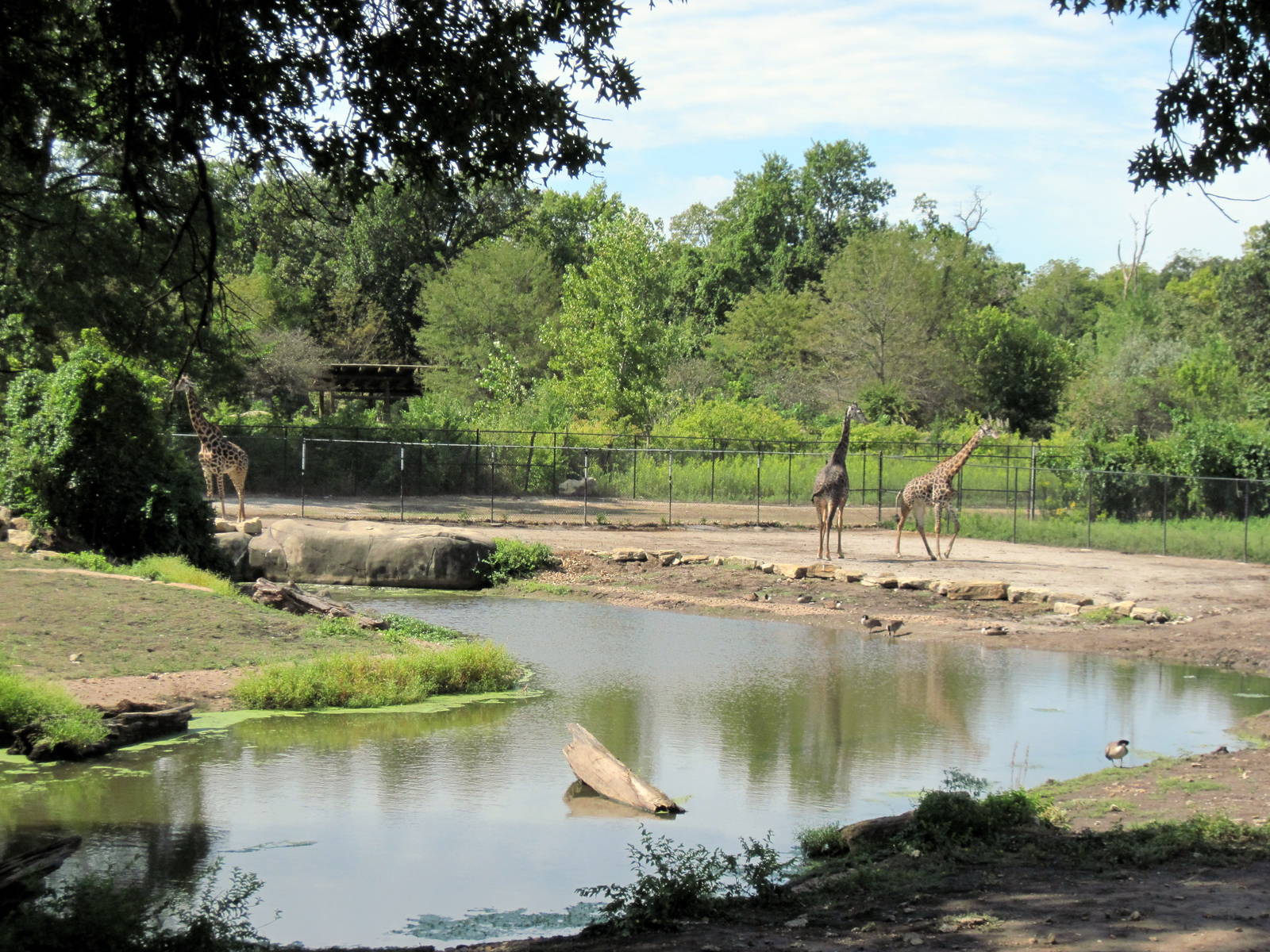 Africa-Masai GIraffes