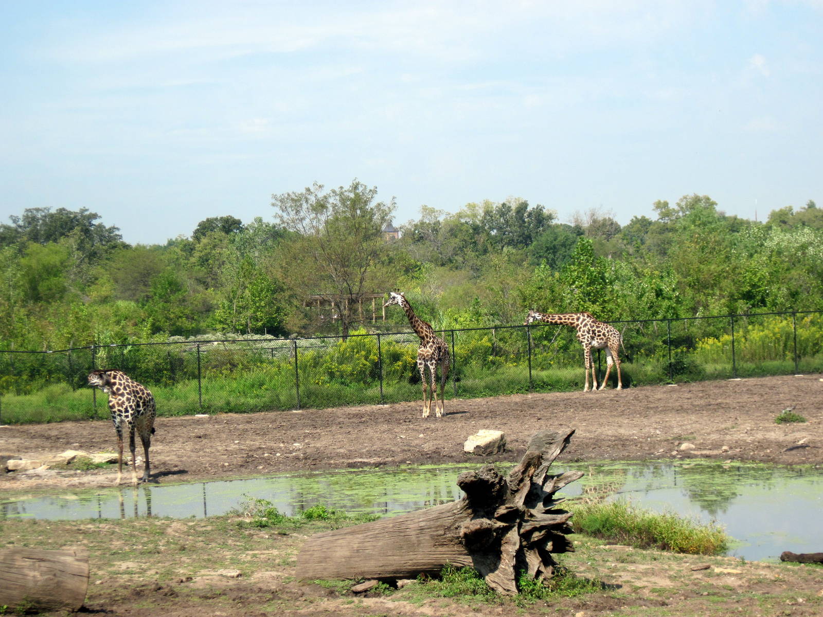 Africa-Masai Giraffes