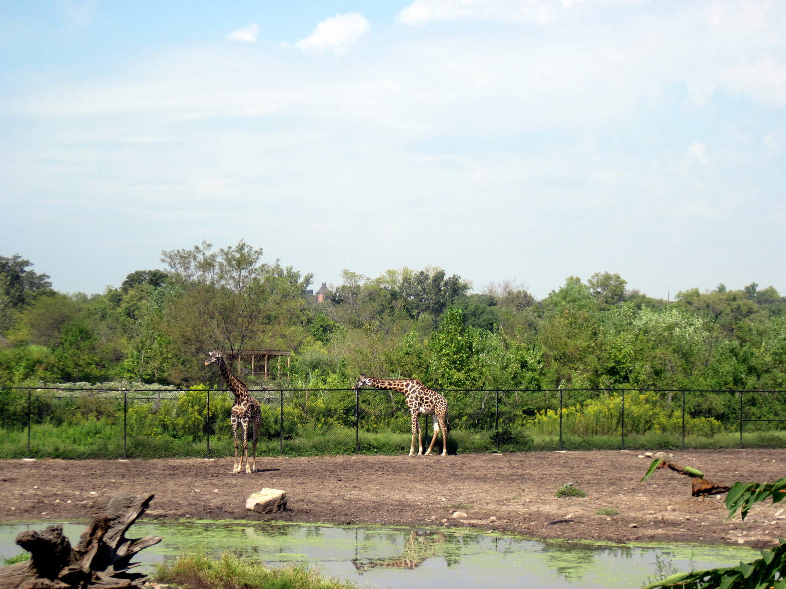 Africa-Masai Giraffes