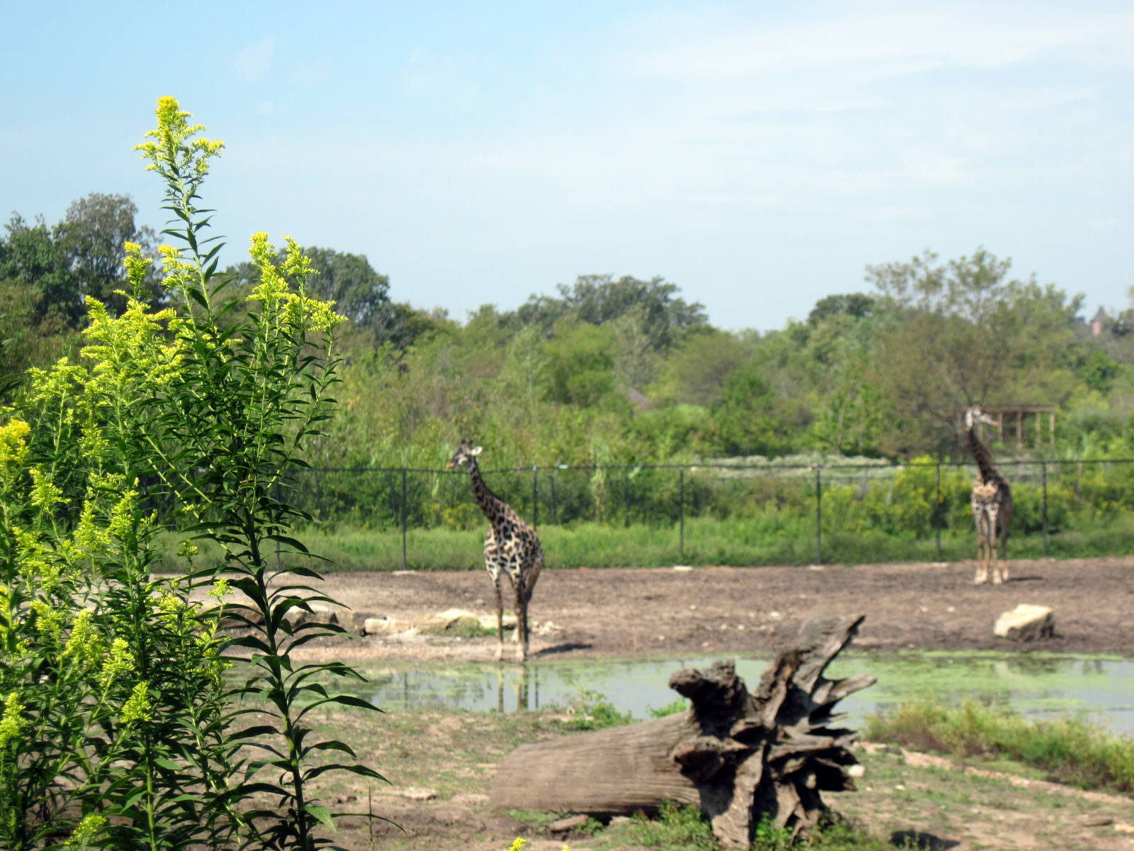 Africa-Masai Giraffes