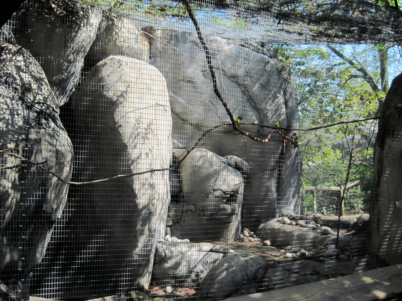 Africa-Masked Lovebird/Rock Hyrax Exhibit