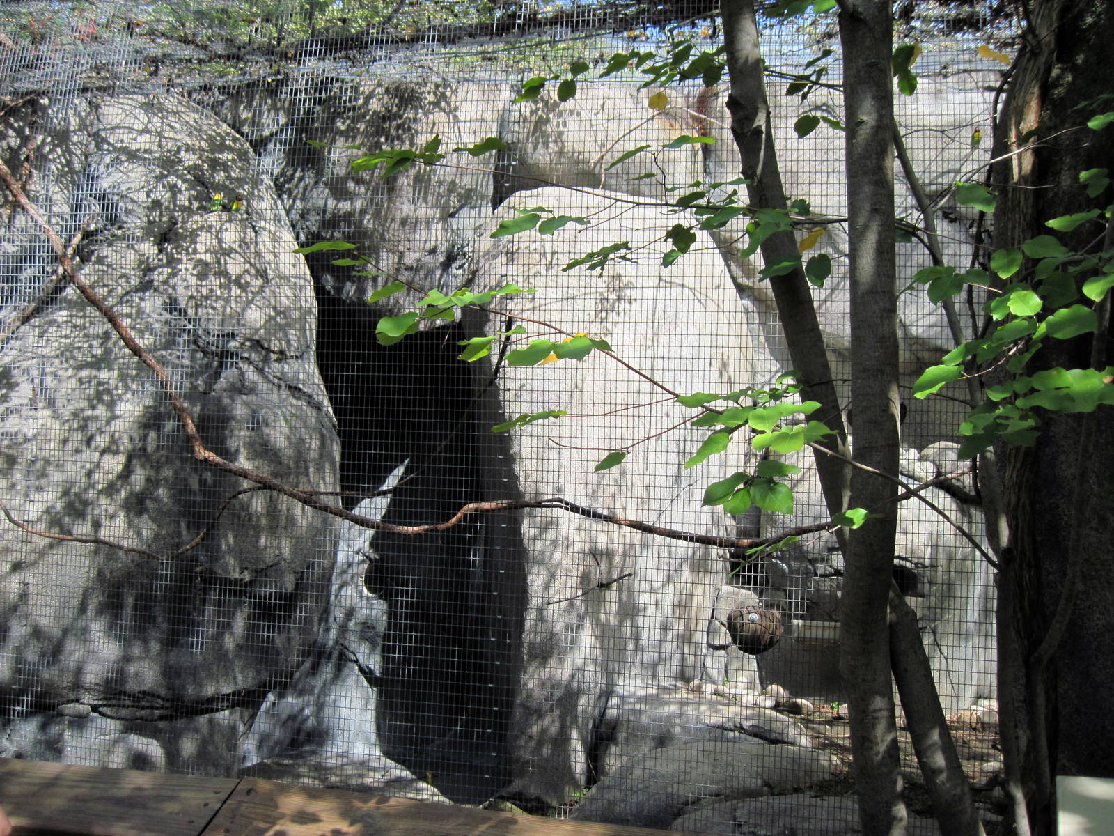 Africa-Masked Lovebird/Rock Hyrax Exhibit
