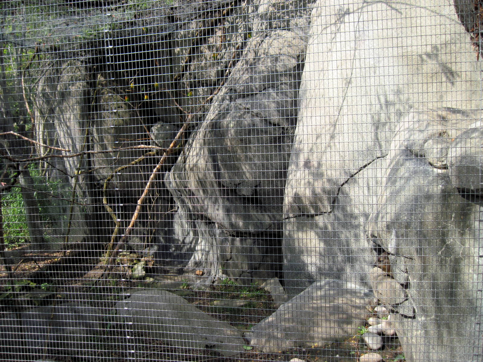 Africa-Masked Lovebird/Rock Hyrax Exhibit