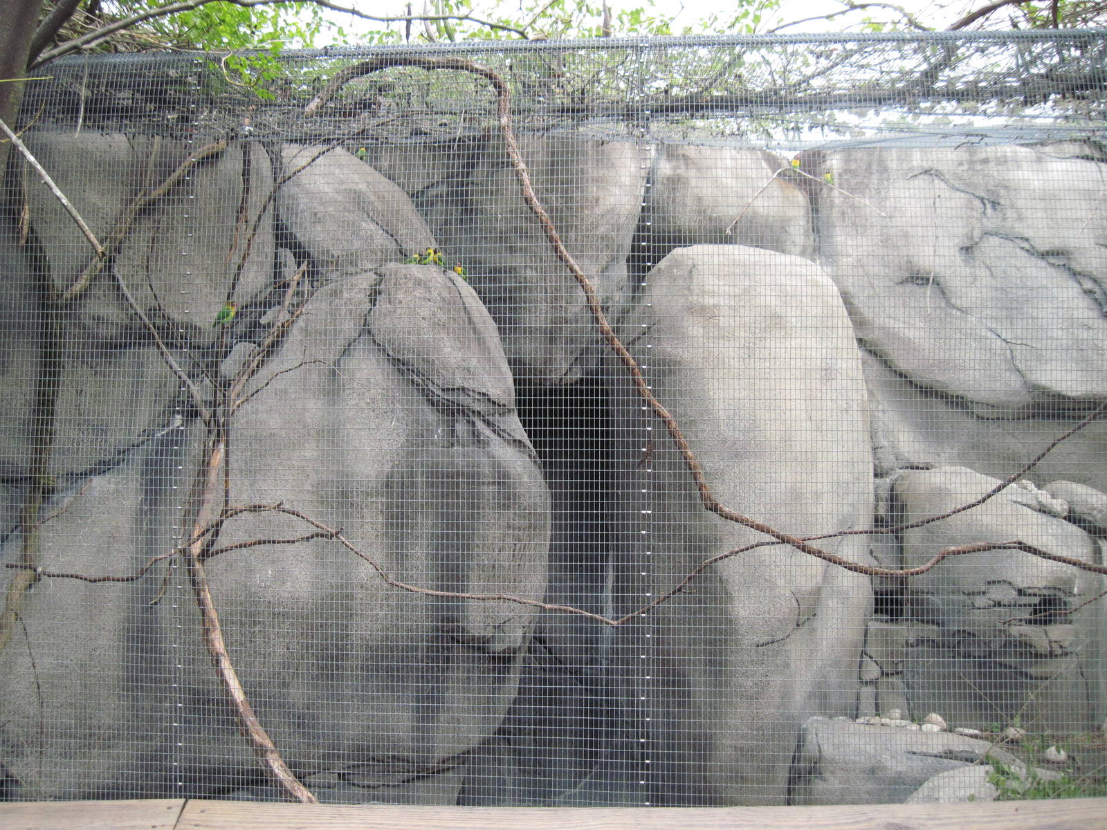 Africa-Masked Lovebird/Rock Hyrax Exhibit