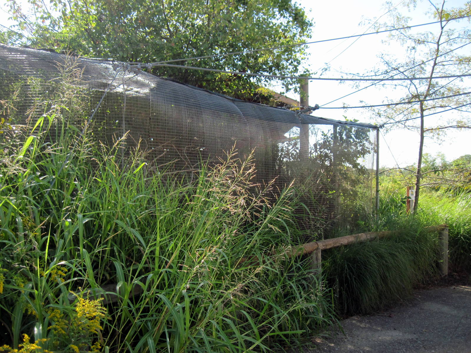 Africa-Masked Lovebird/White-cheeked Turaco Exhibit