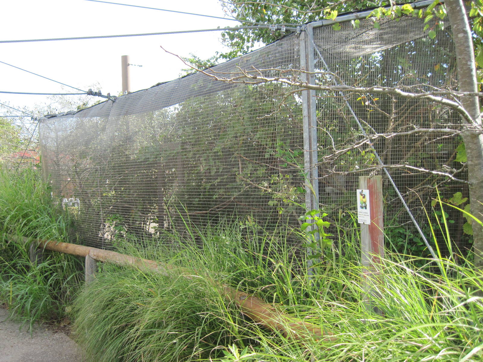 Africa-Masked Lovebird/White-cheeked Turaco Exhibit