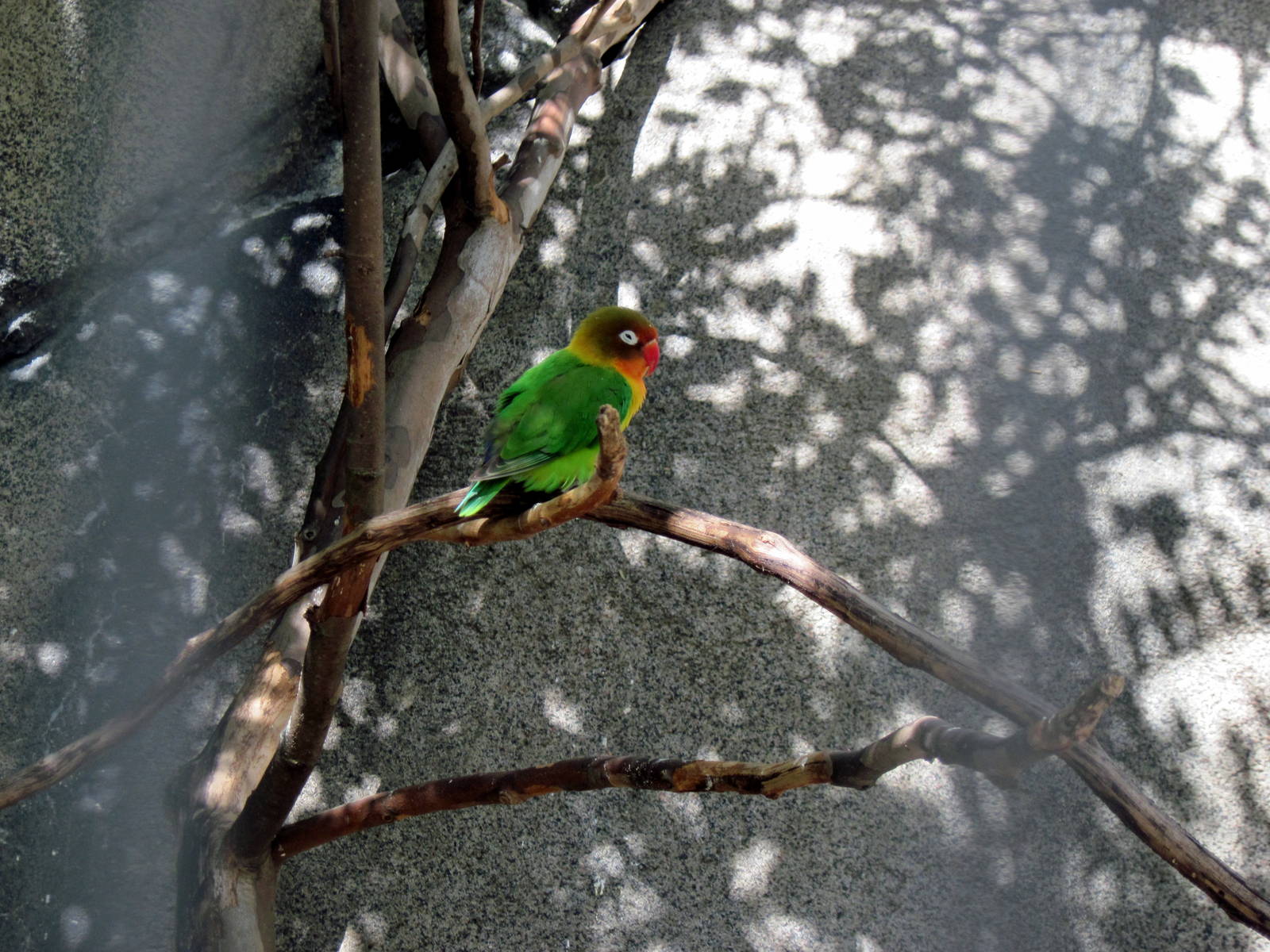 Africa-Masked Lovebird