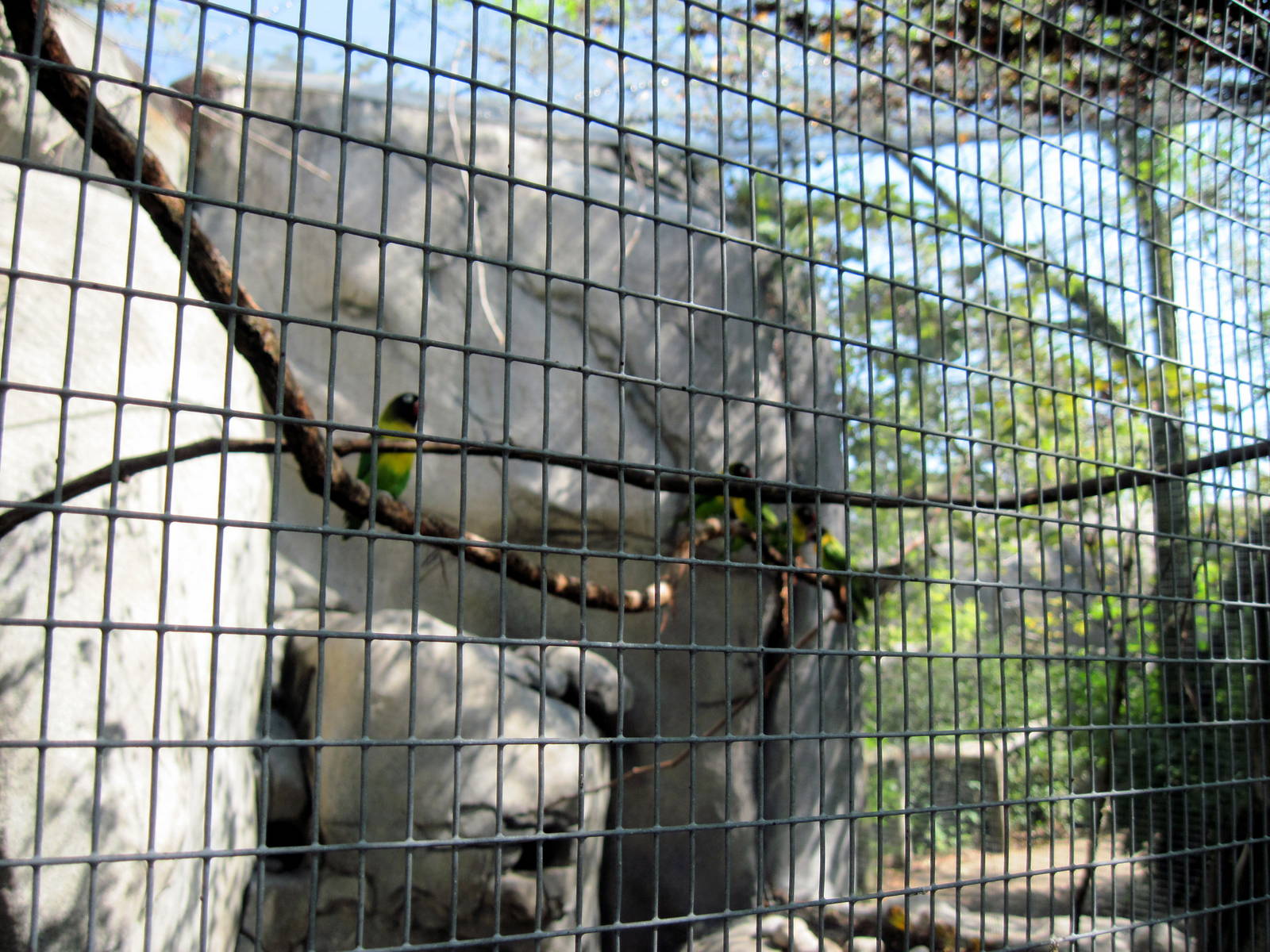 Africa-Masked Lovebirds