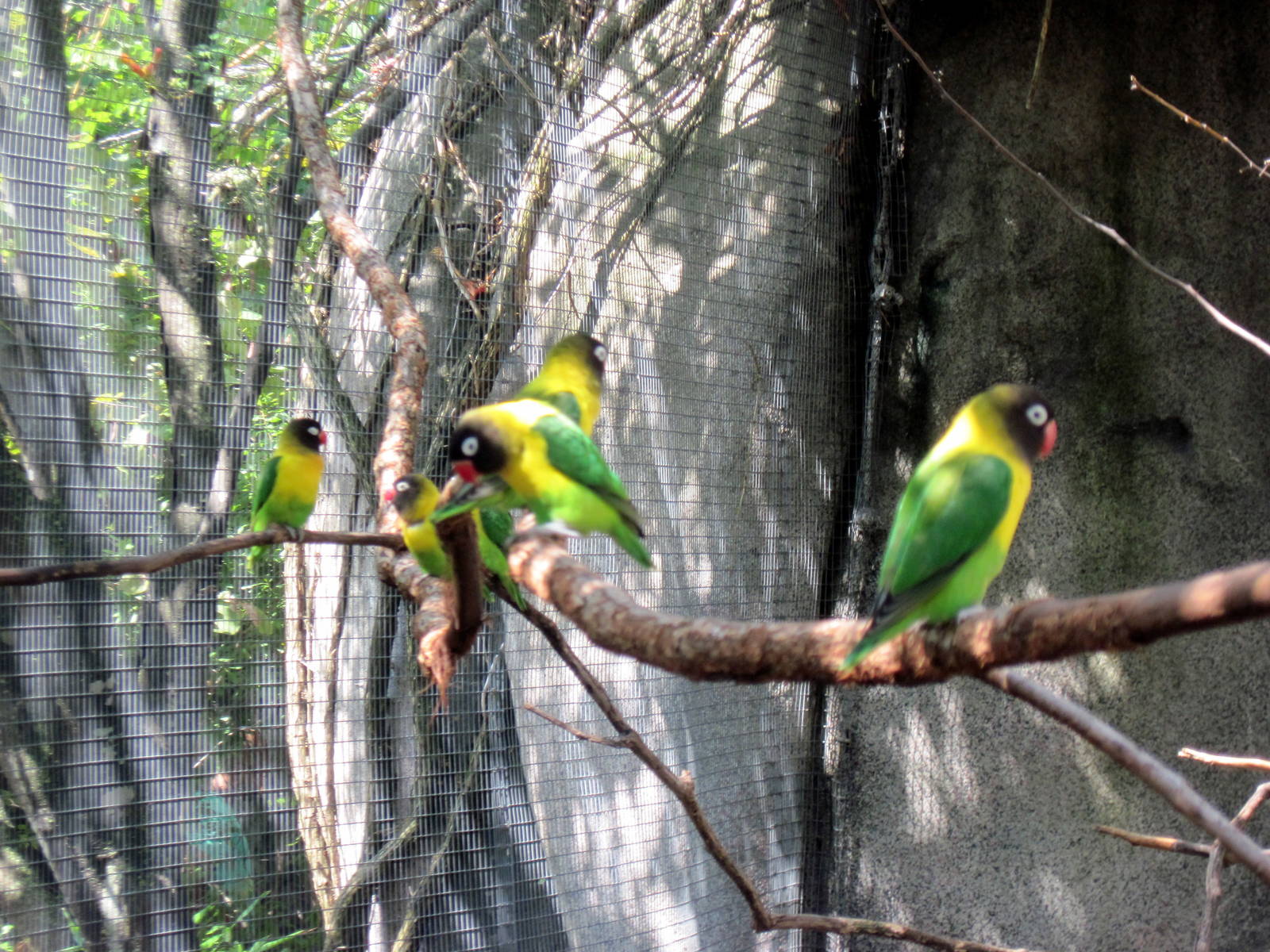 Africa-Masked Lovebirds