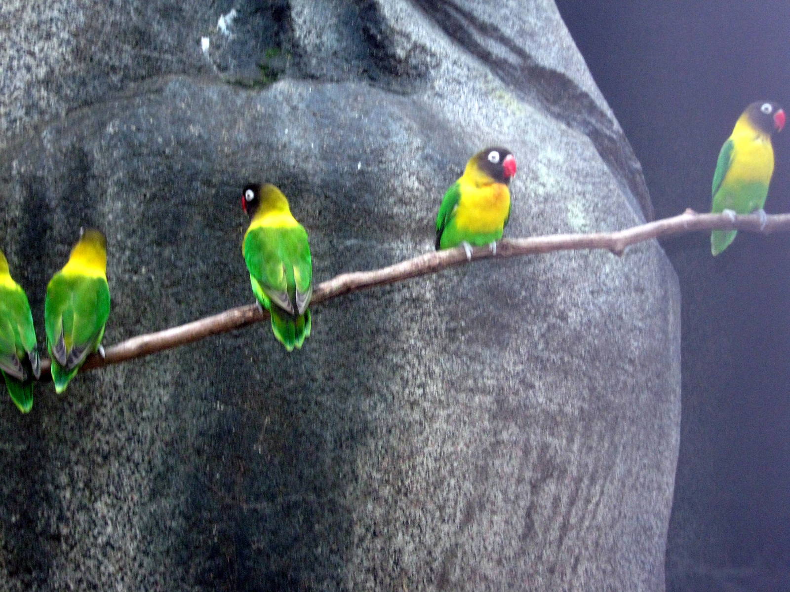 Africa-Masked Lovebirds