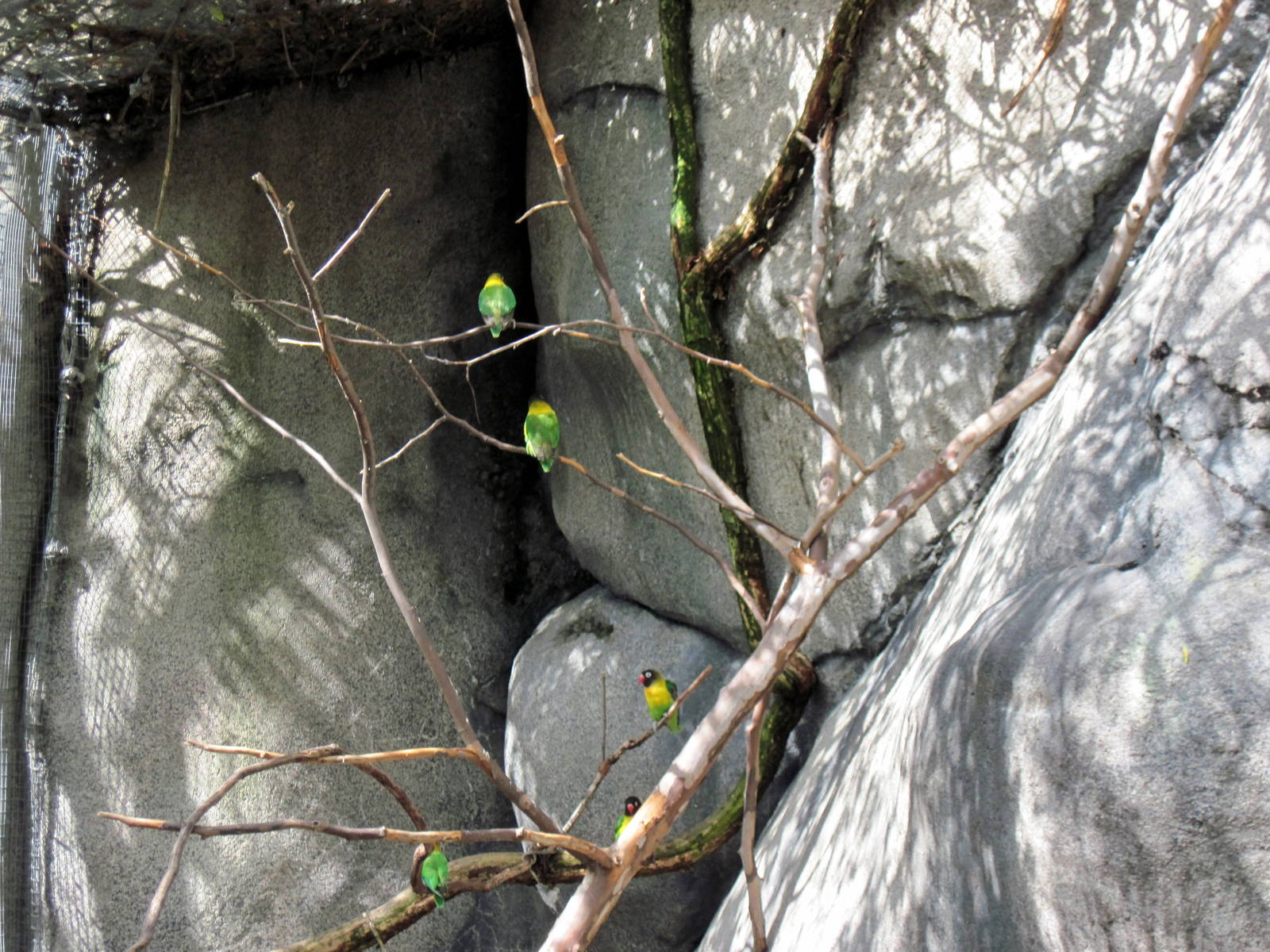 Africa-Masked Lovebirds
