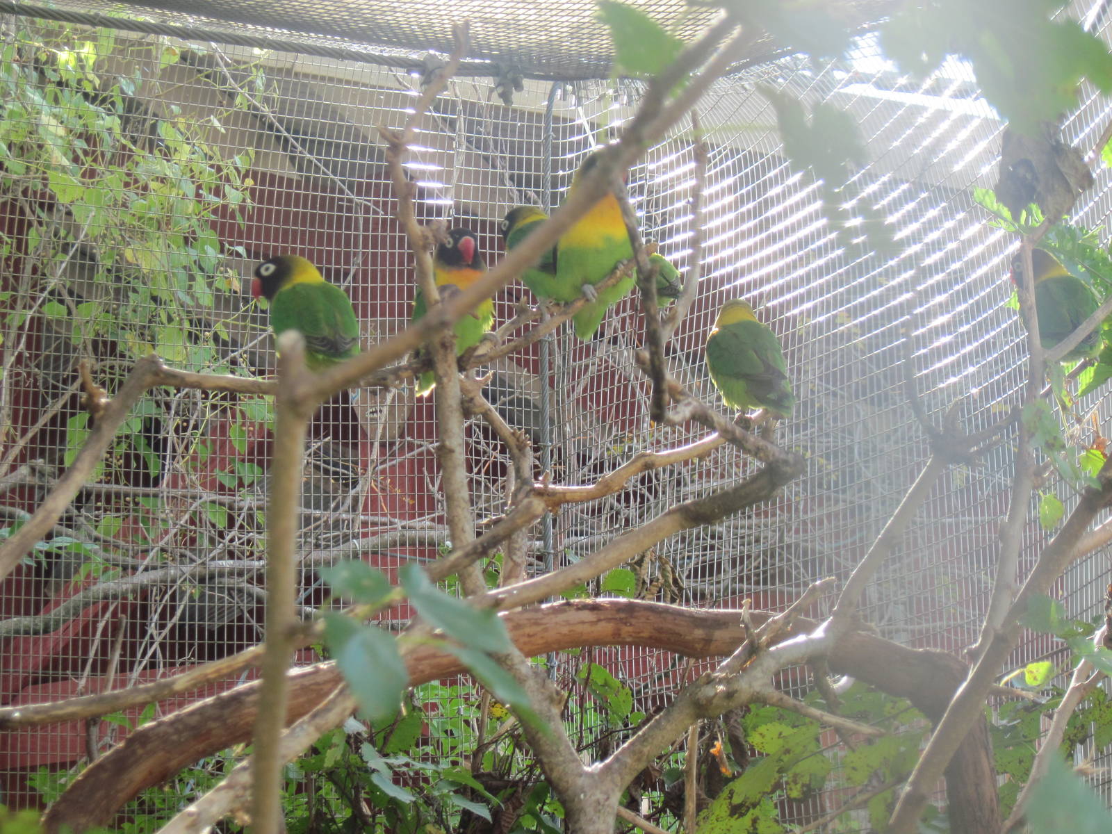 Africa-Masked Lovebirds