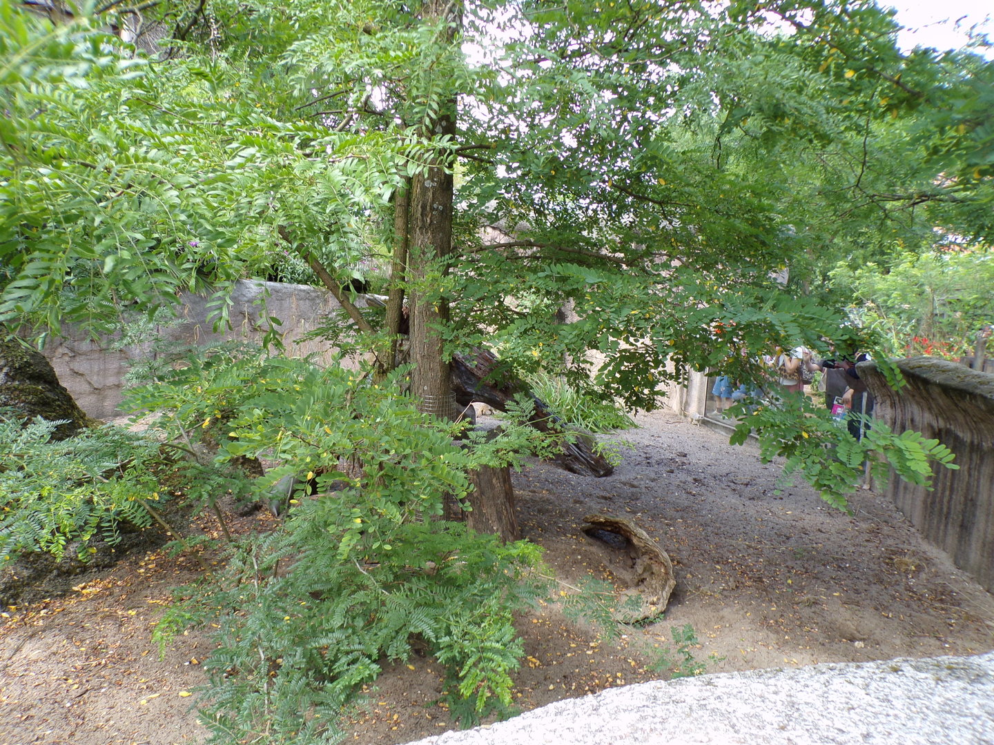 Africa- Meerkat enclosure 13.7.23