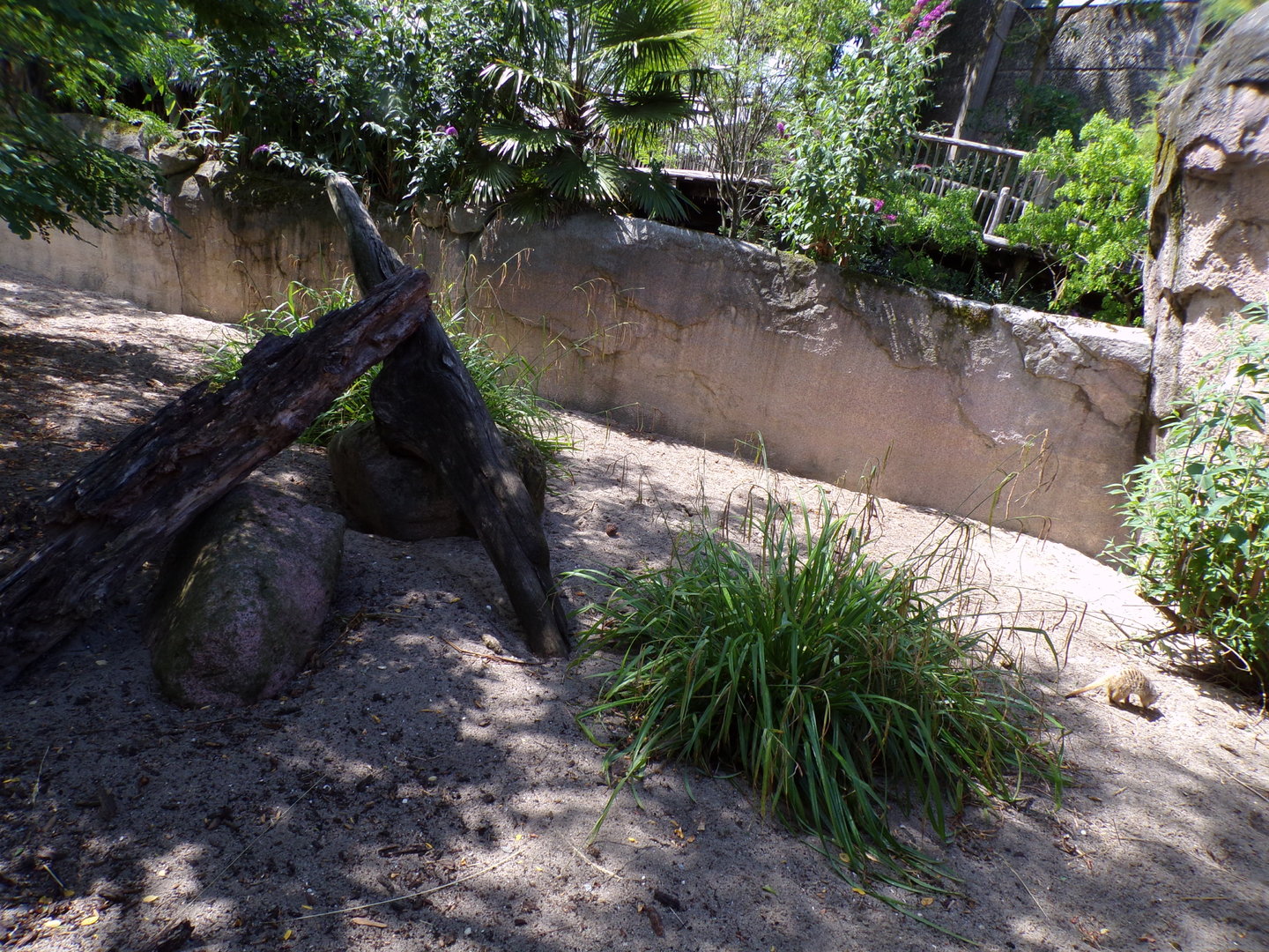 Africa- Meerkat enclosure 13.7.23