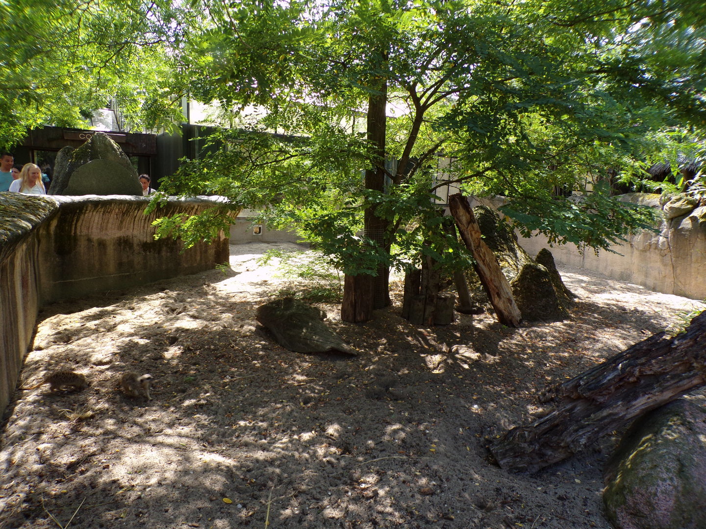 Africa- Meerkat enclosure 13.7.23