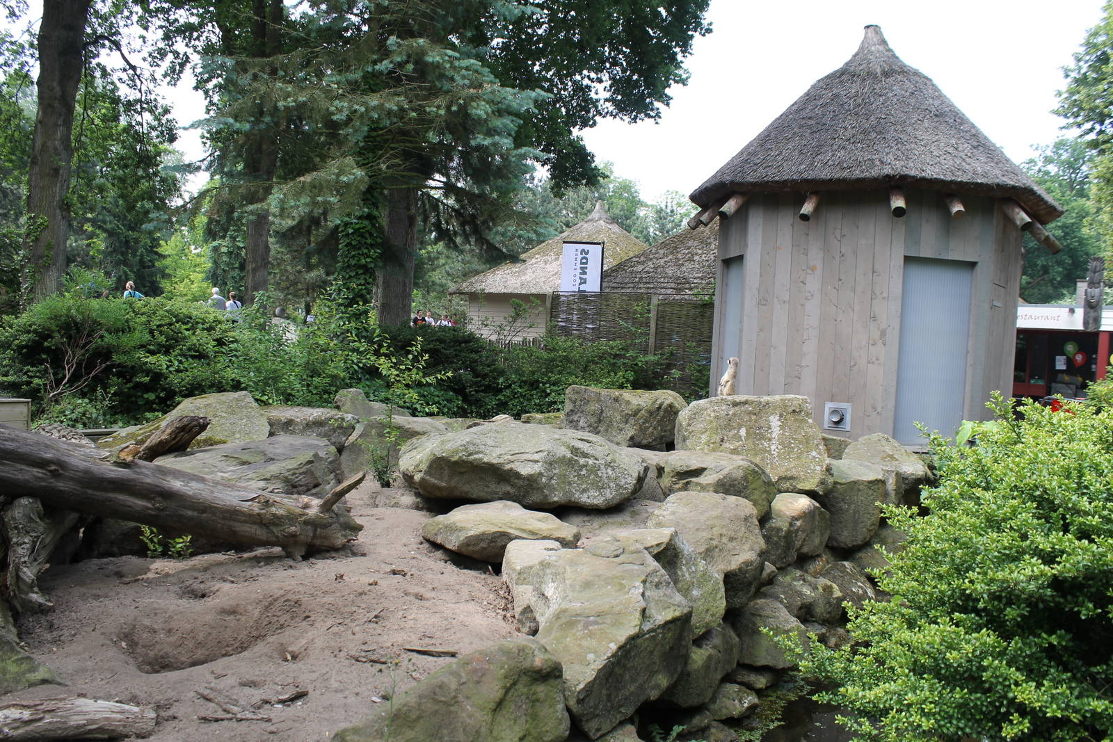 Africa - Meerkat enclosure