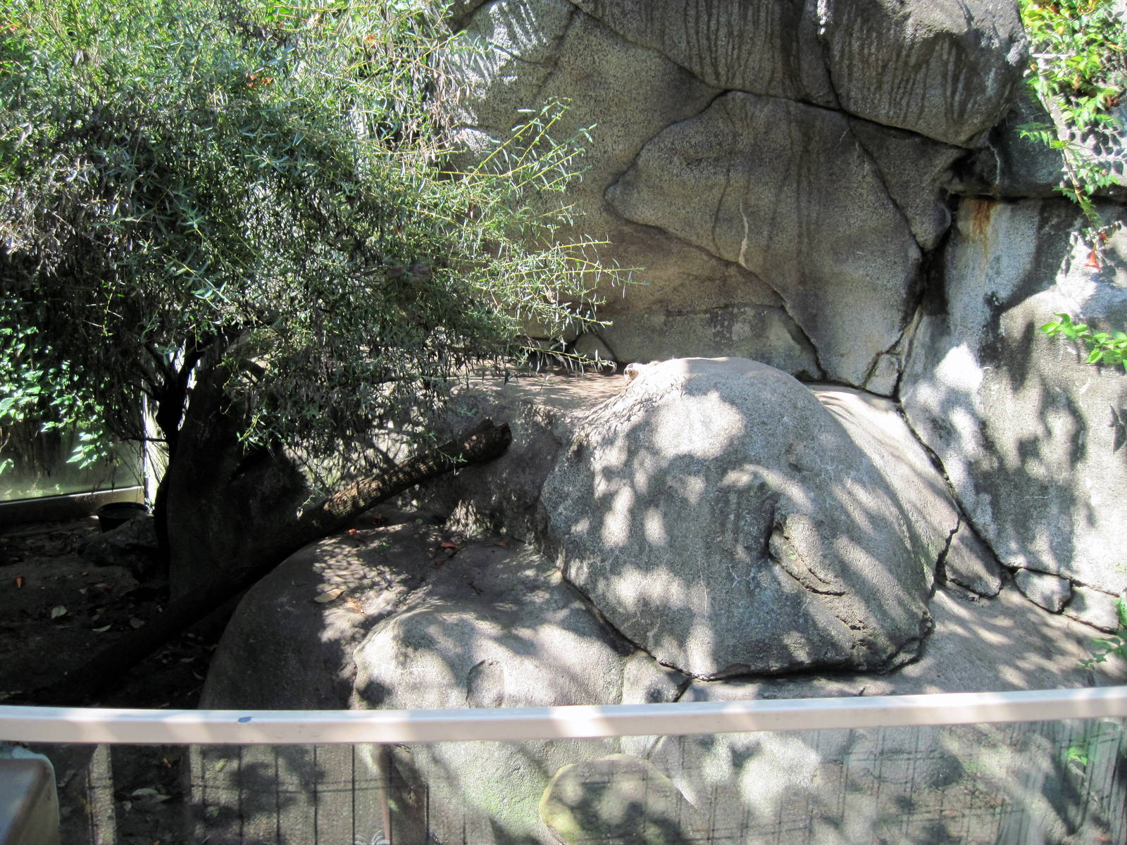 Africa-Meerkat Exhibit
