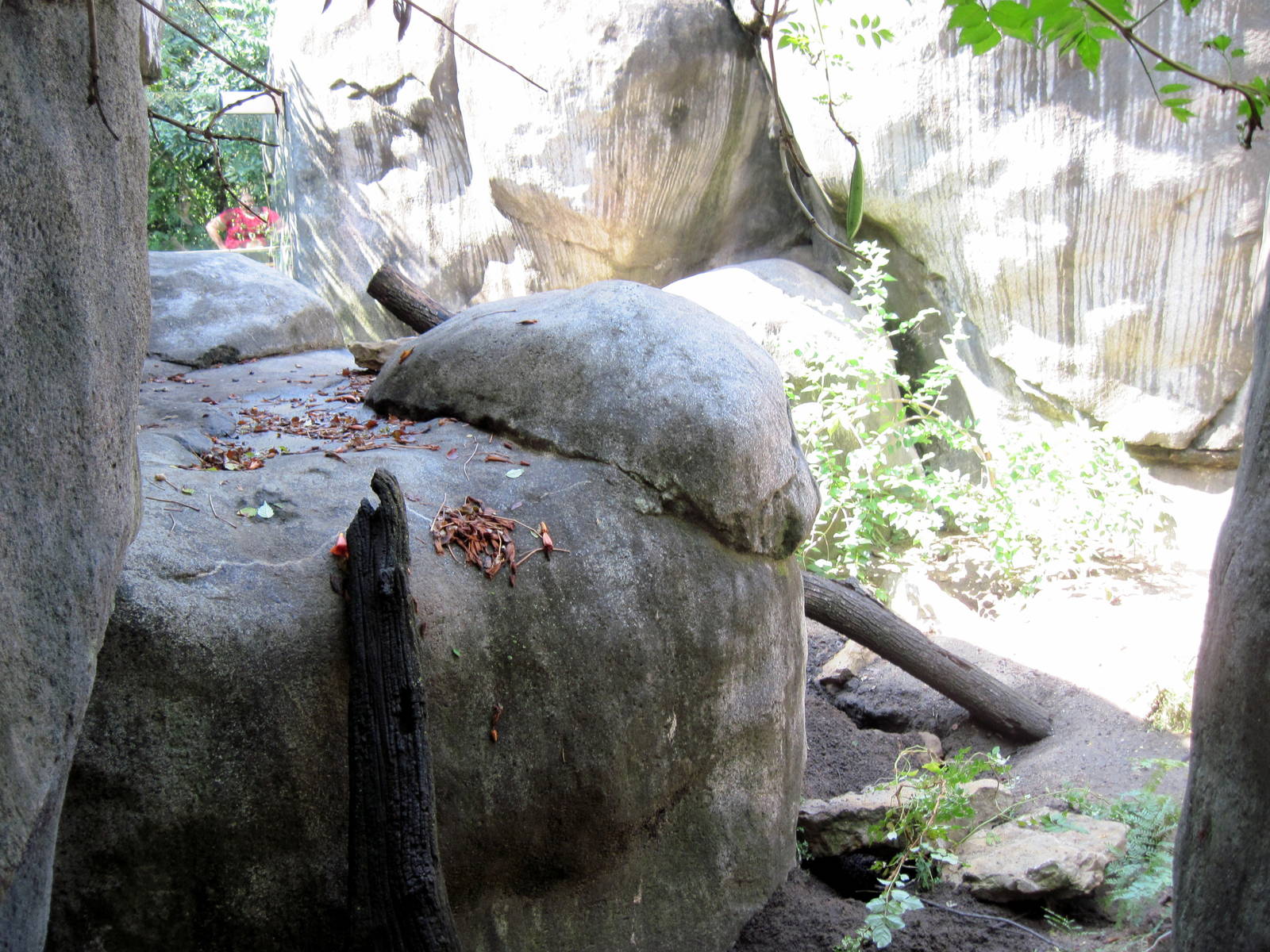 Africa-Meerkat Exhibit