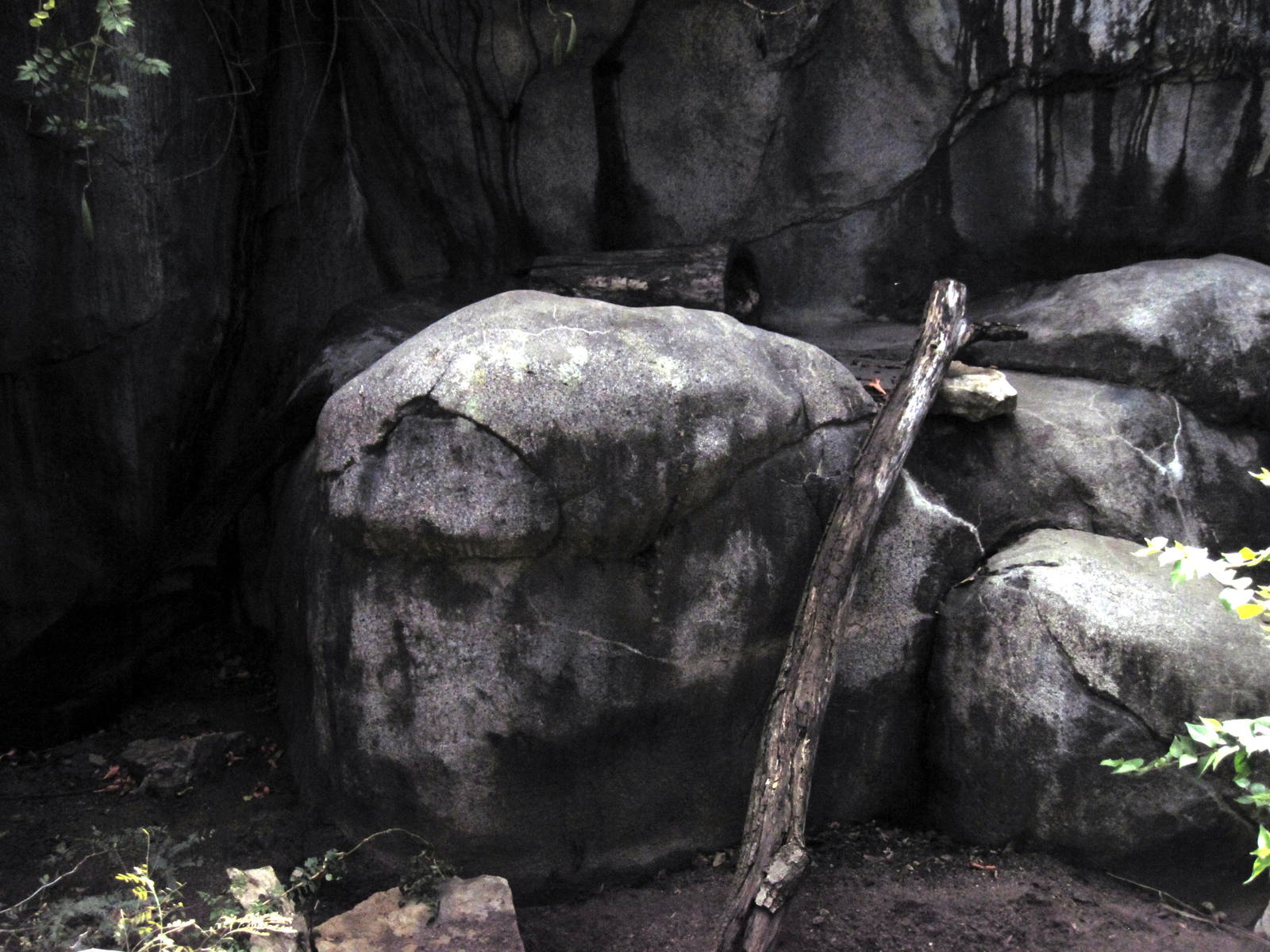 Africa-Meerkat Exhibit