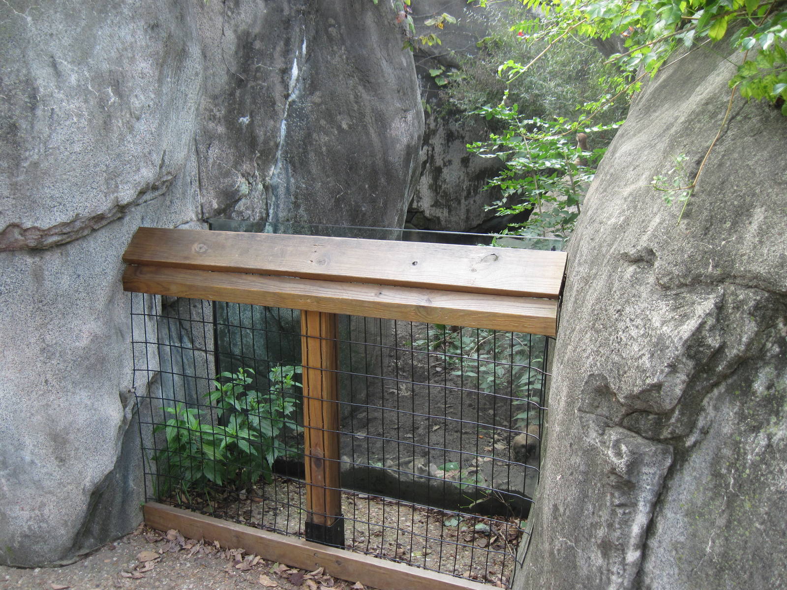 Africa-Meerkat Exhibit