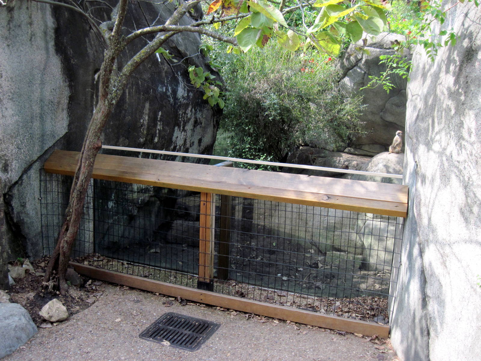 Africa-Meerkat Exhibit