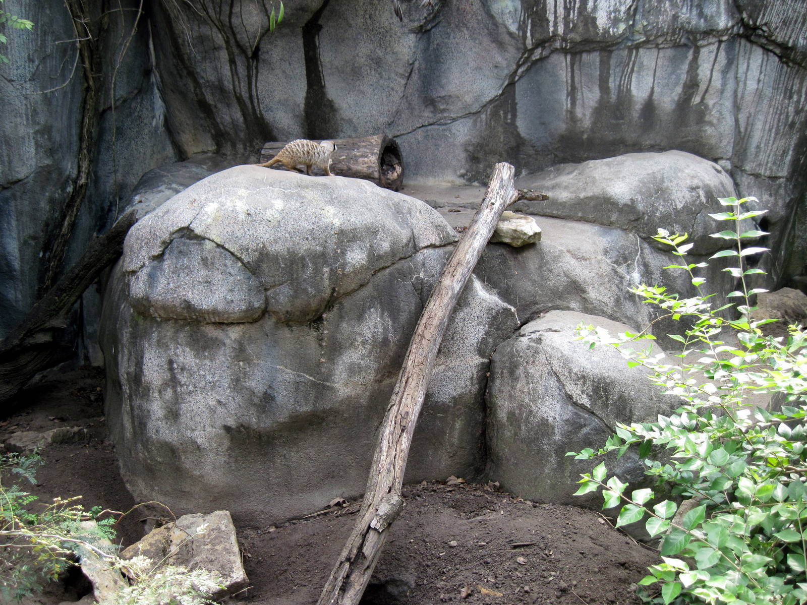 Africa-Meerkat Exhibit