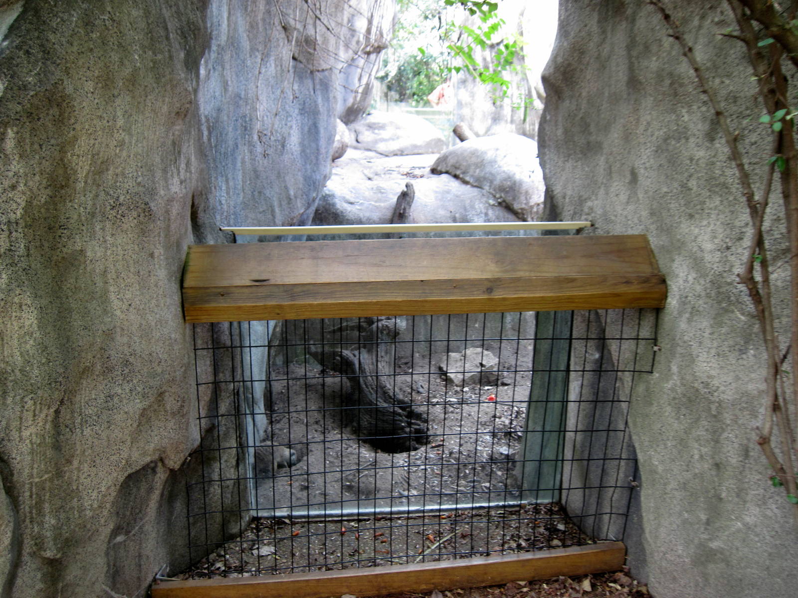 Africa-Meerkat Exhibit