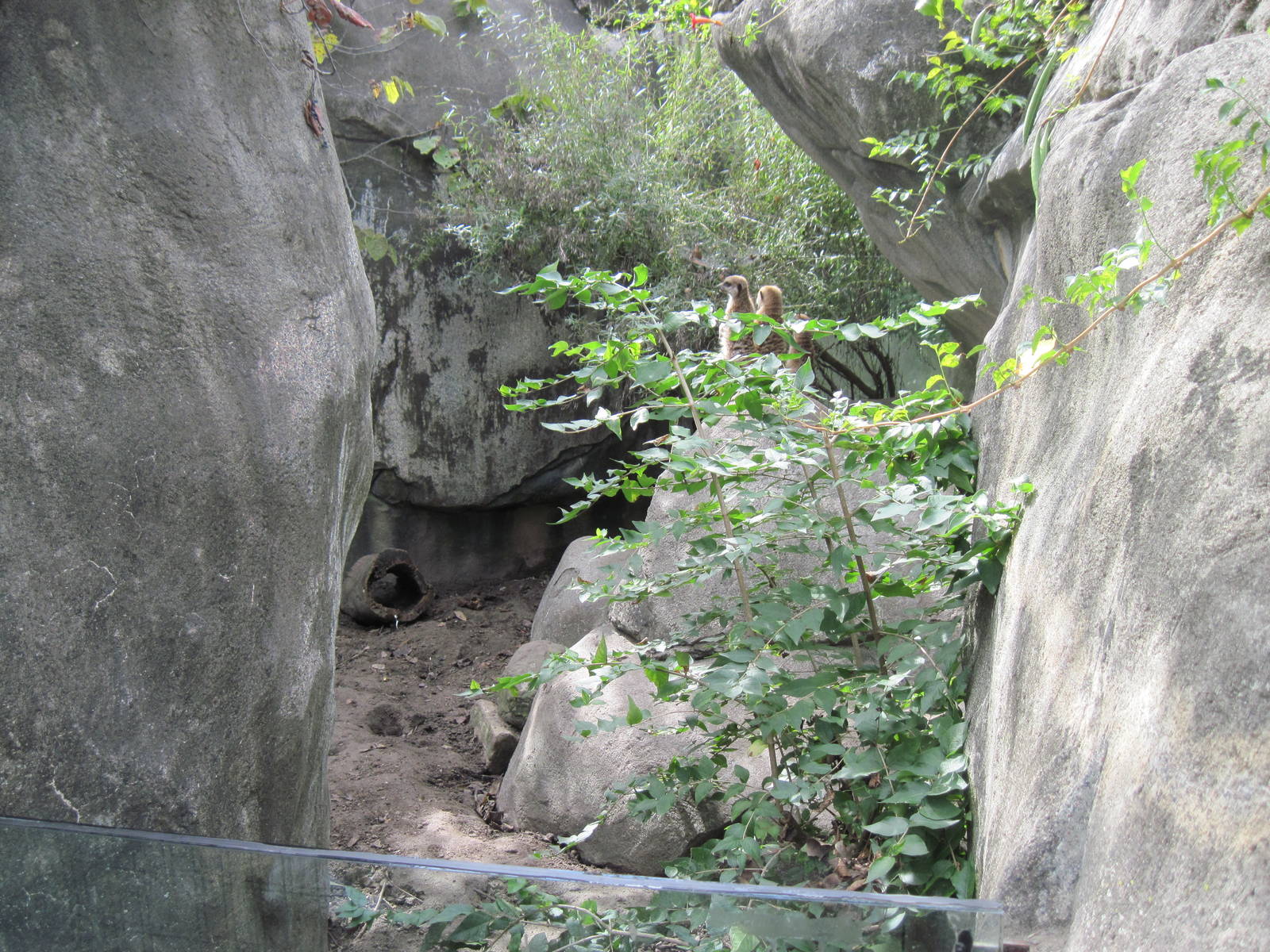 Africa-Meerkat Exhibit