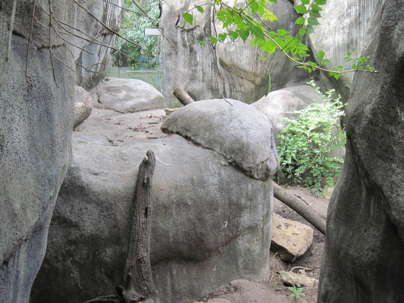 Africa-Meerkat Exhibit