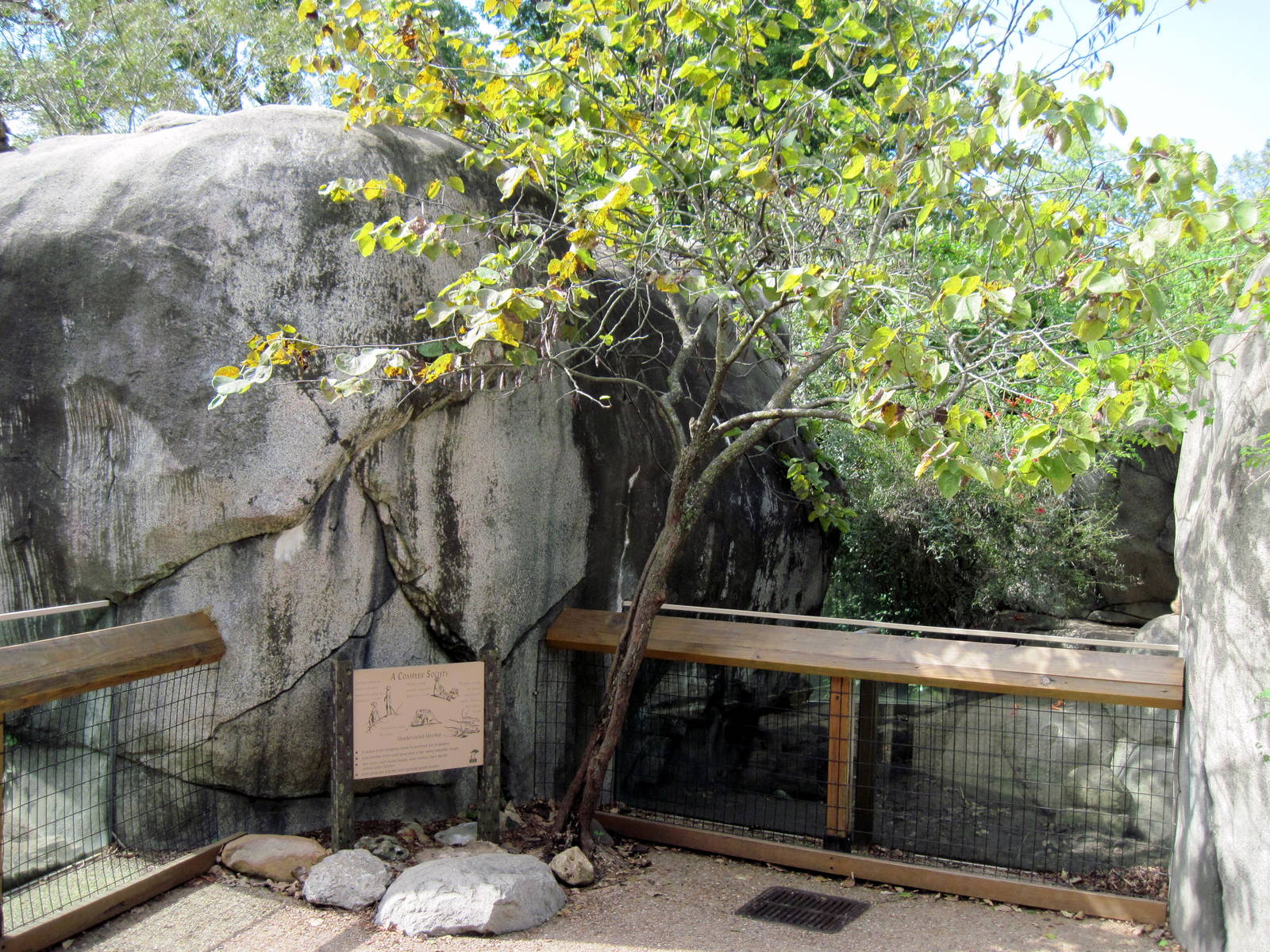Africa-Meerkat Exhibits