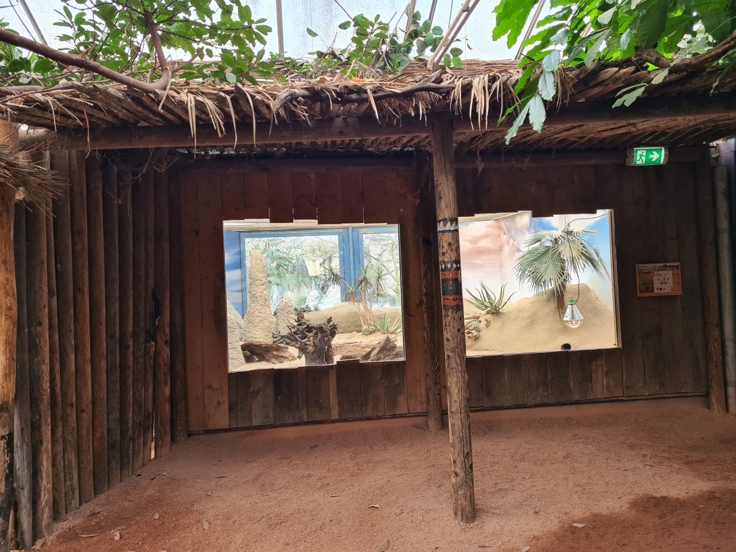 Africa - Meerkat indoor habitat viewing in Congo greenhouse