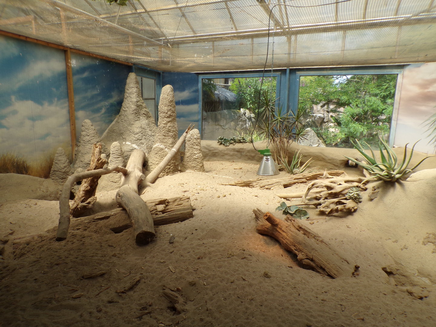 Africa- Meerkat indoors 13.7.23