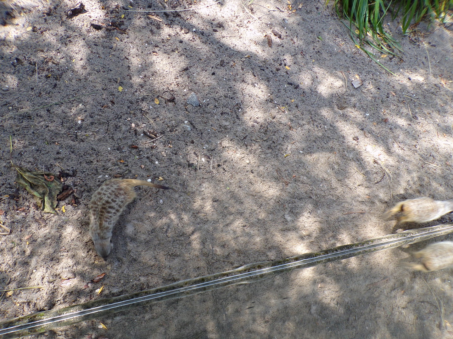 Africa- Meerkat stereotyping 13.7.23