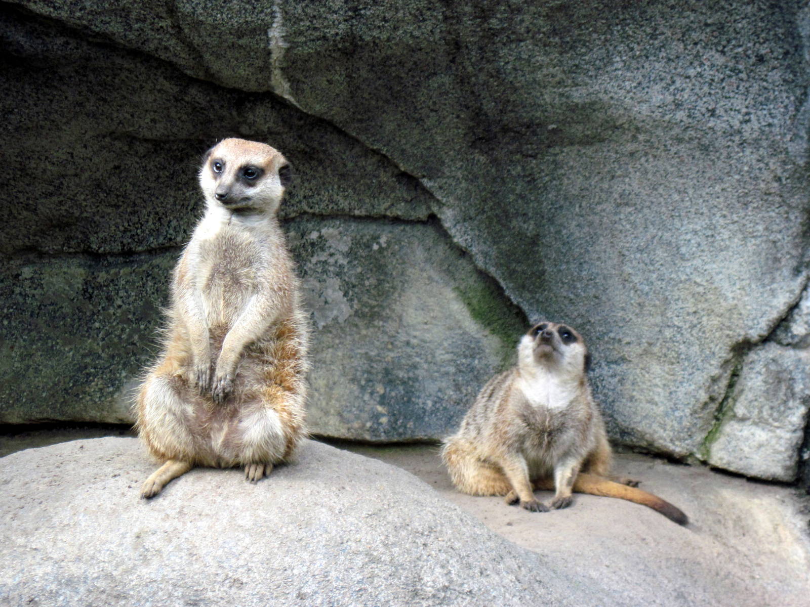 Africa-Meerkat