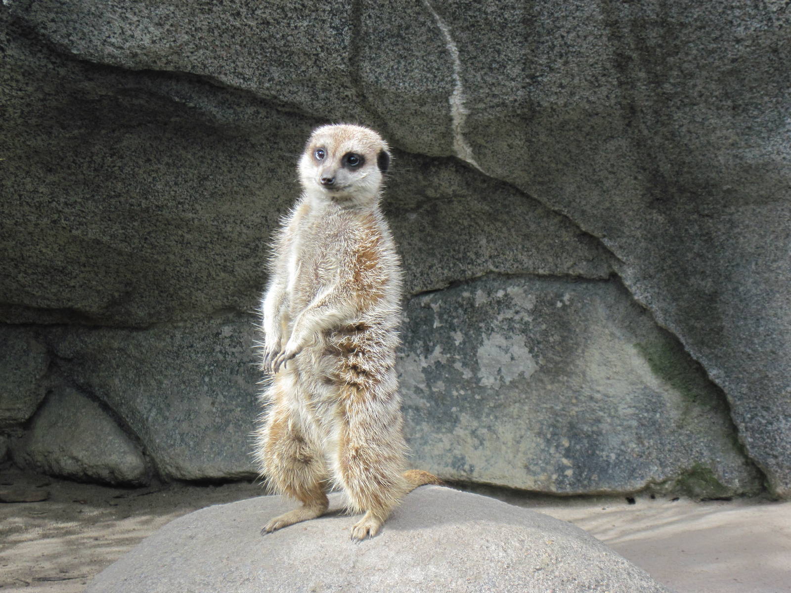 Africa-Meerkat