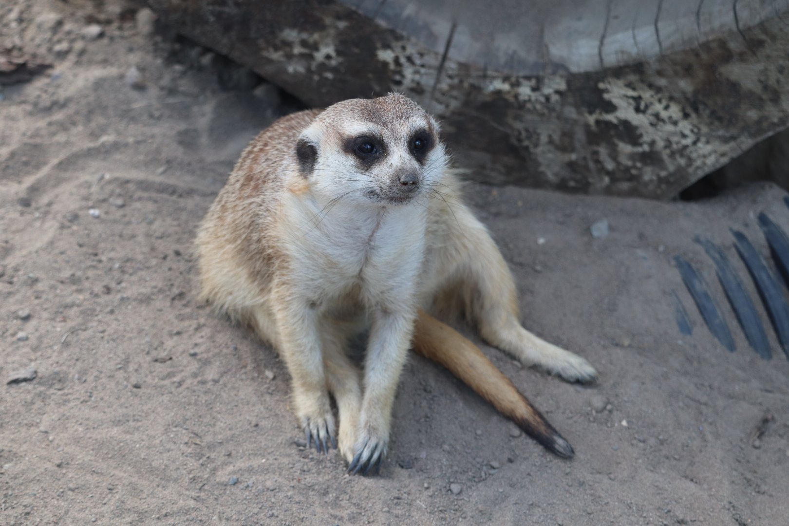 Africa - Meerkat